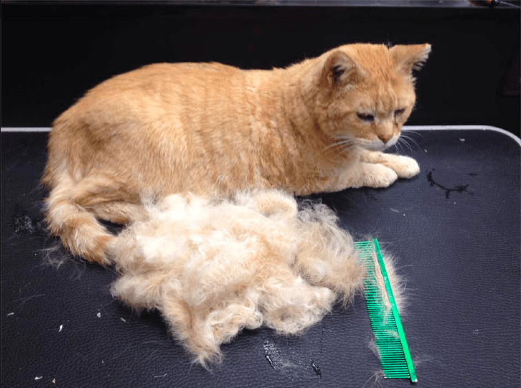 Cat Around Town - Pet groomer in West Mifflin, PA