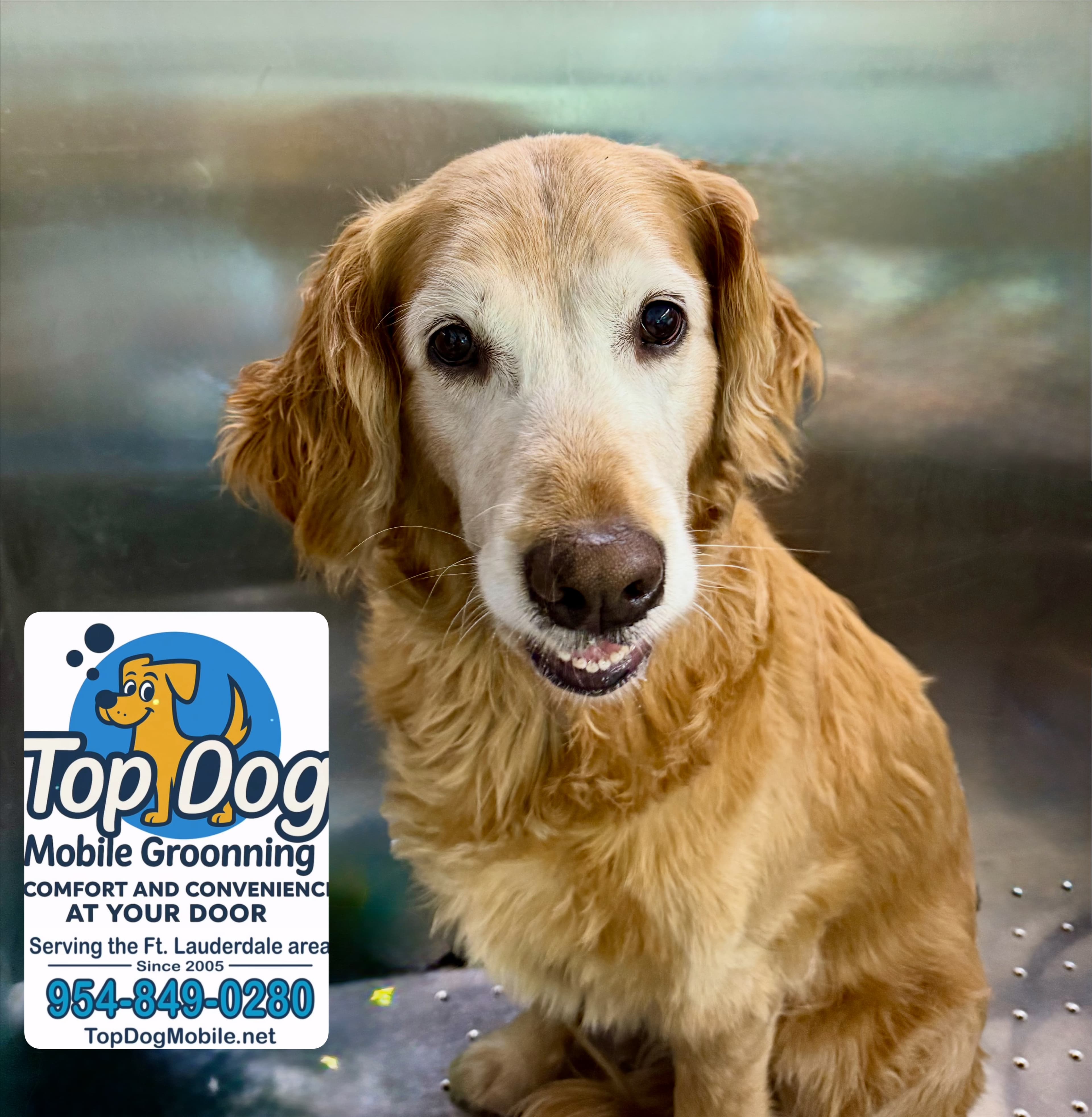 Top Dog Mobile Grooming - Pet groomer in Oakland Park, FL