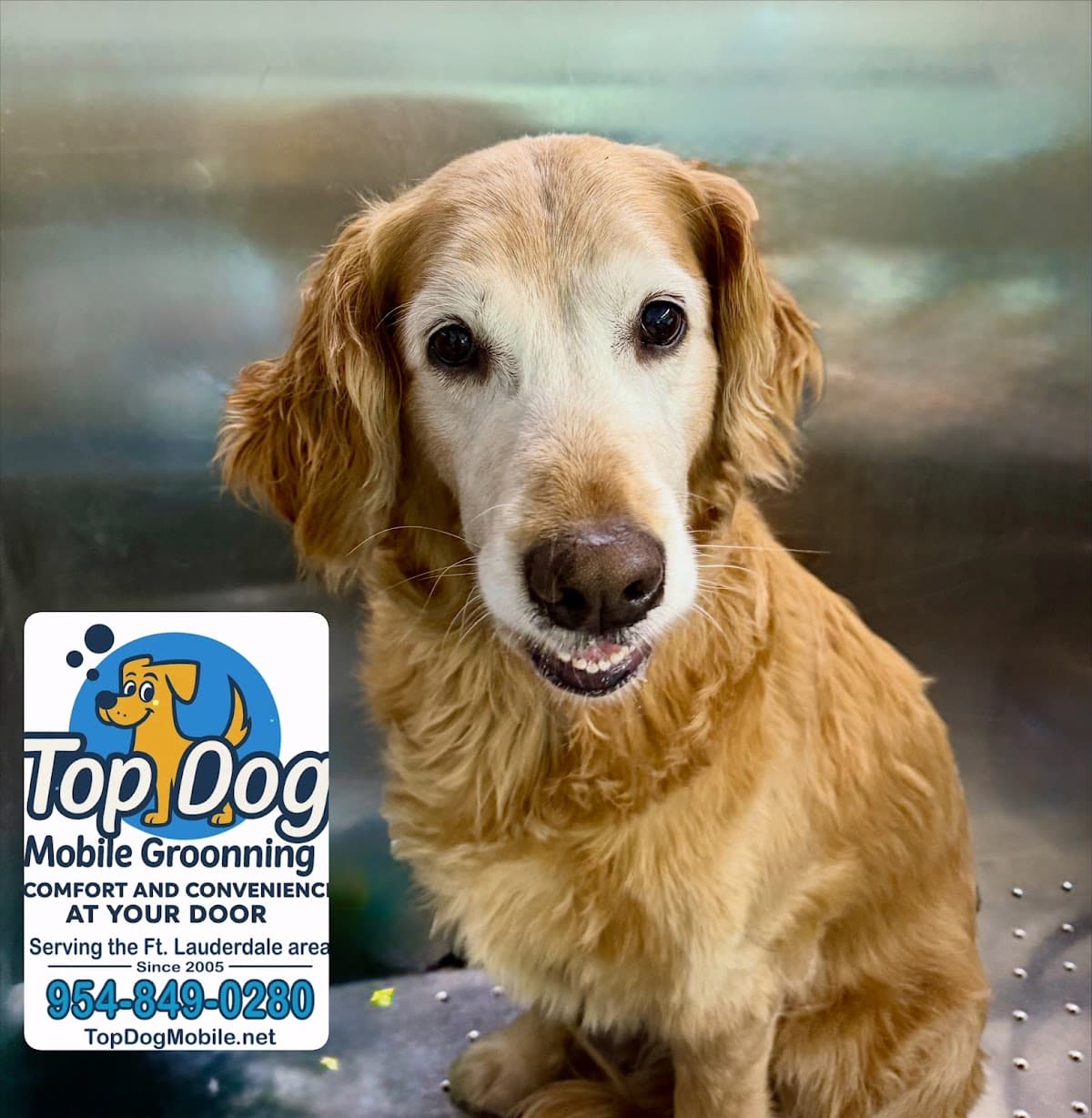 Top Dog Mobile Grooming - Pet groomer in Oakland Park, FL