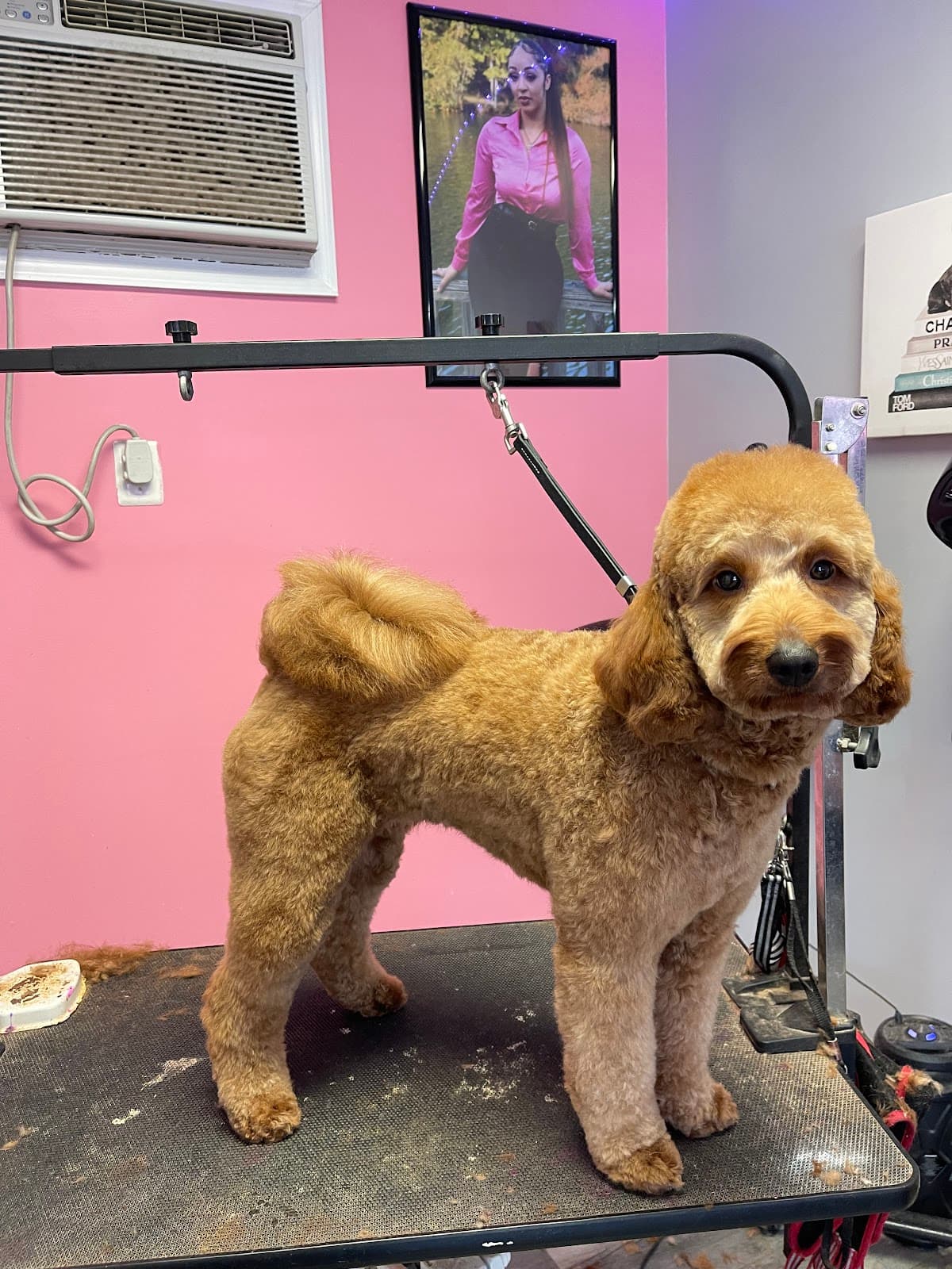 Jabre Kutie Kutz LLC - Pet groomer in Lansdowne, MD