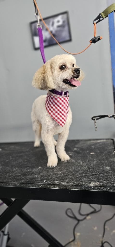 Doggie Land Pet Services - Pet groomer in Los Angeles, CA