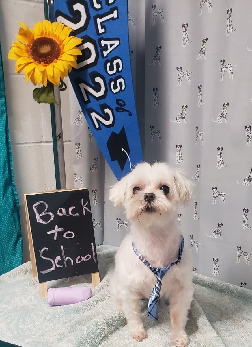 Head Over Tails - Pet groomer in Columbus, OH