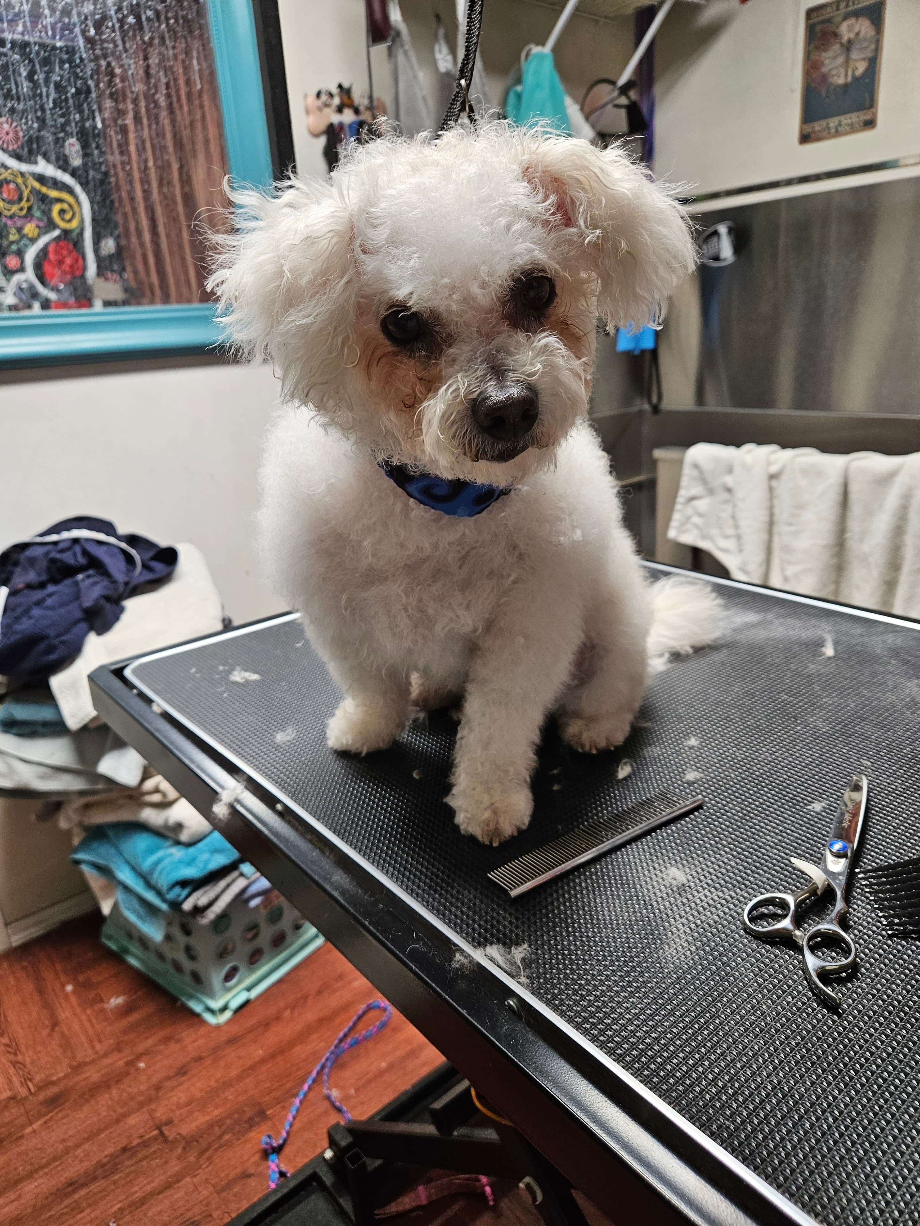 Dusty Dogs Cool Cats Pet Salon - Pet groomer in Phoenix, AZ