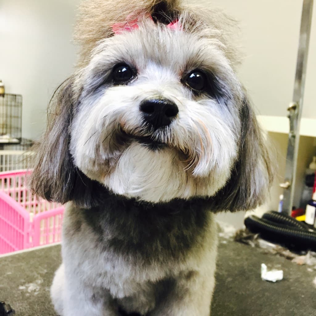 Grooming with Love - Pet groomer in Berkley, MI