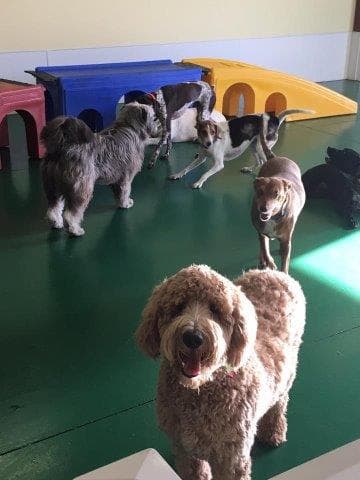 VIPet Resort - Pet groomer in Orlando, FL