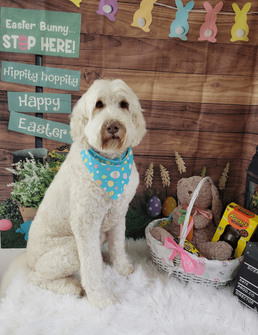 Barklee's Pet Salon Austin (formerly Sydnees) Same Owners! Same Team! - Pet groomer in Austin, TX