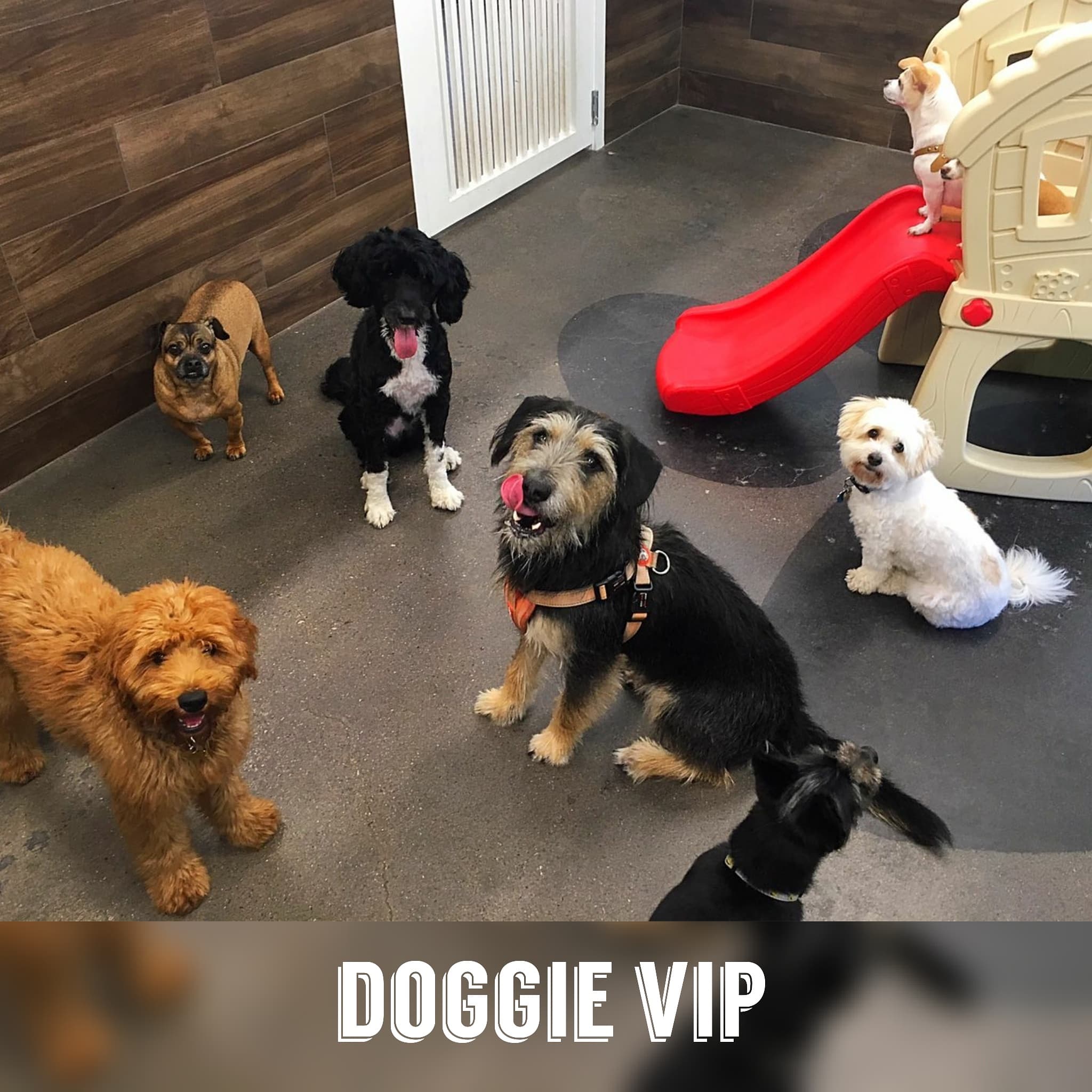 Doggie V.I.P. PHILLY - Pet groomer in Philadelphia, PA