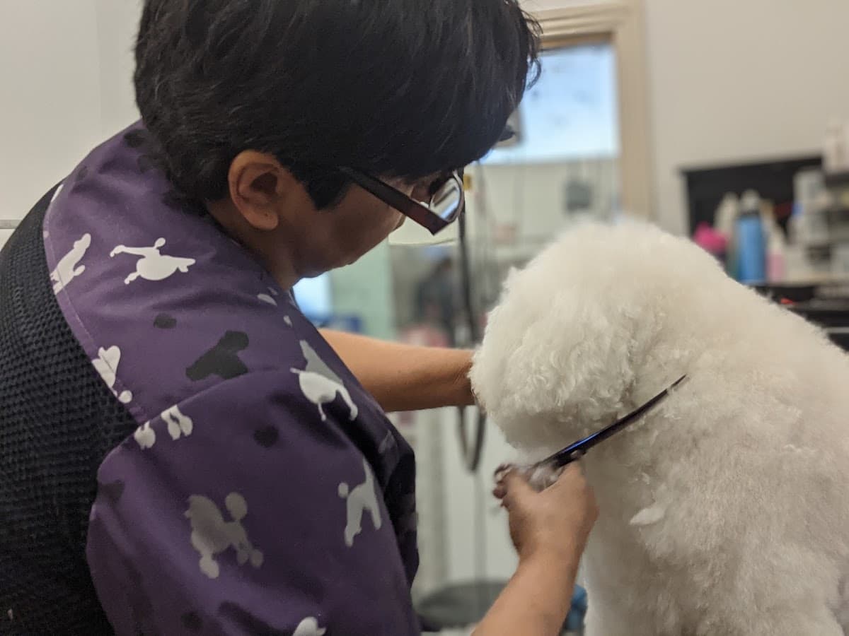 The Club Pet Salon - Pet groomer in Dallas, TX