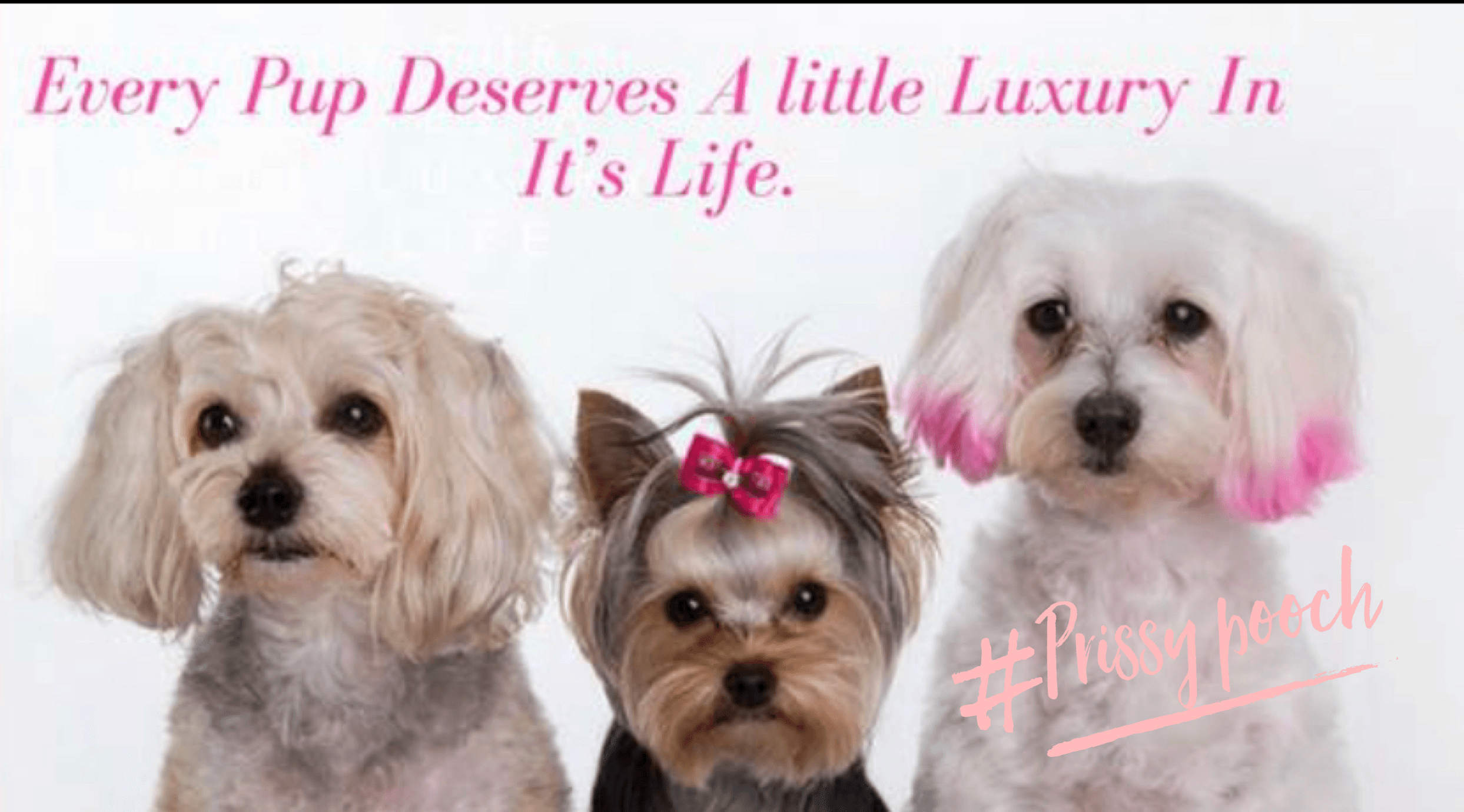 Prissy Pooch Pet Grooming And Day Spa - Pet groomer in San Antonio, TX