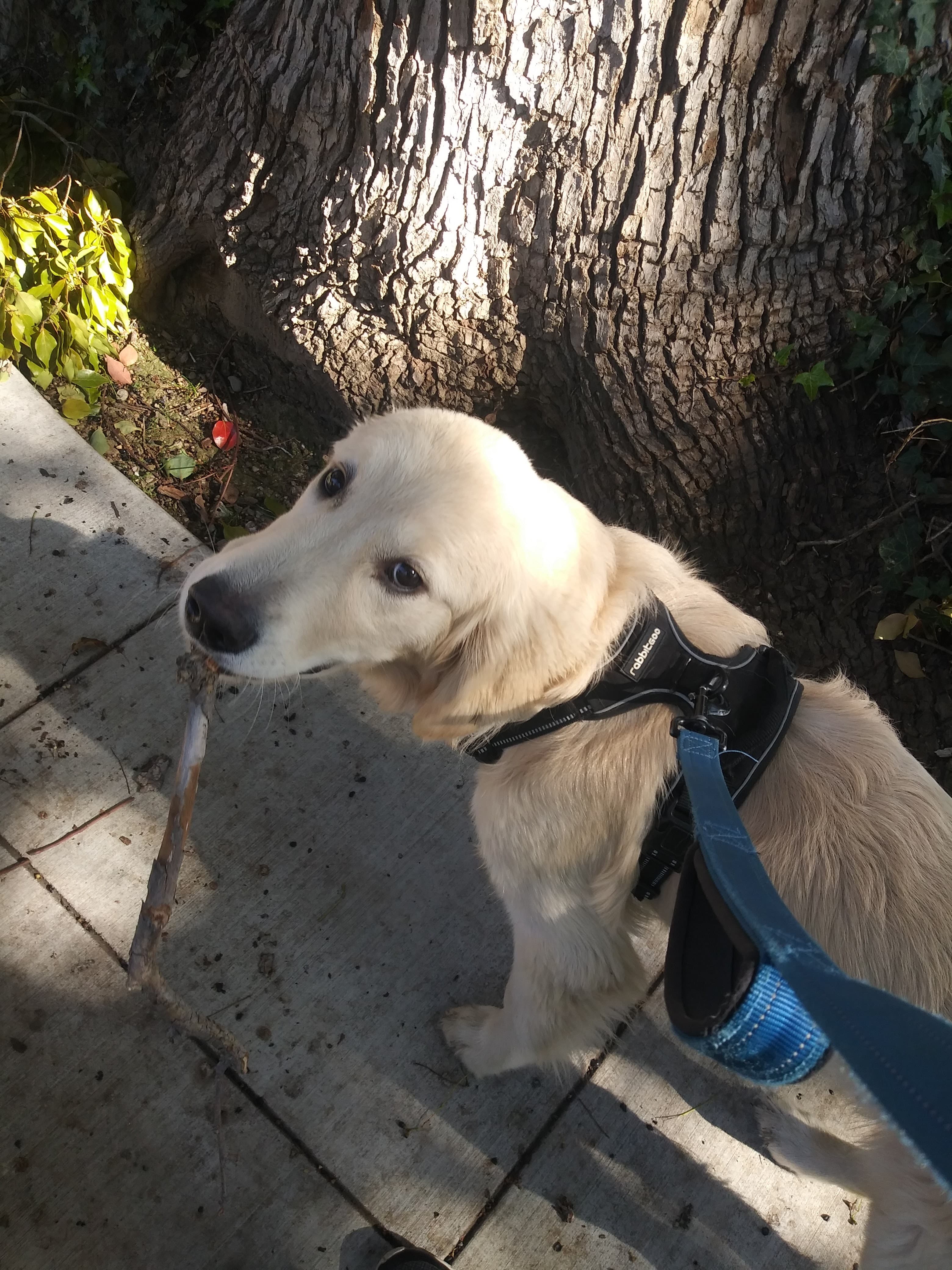 Stefs Pet Services - Pet groomer in San Jose, CA