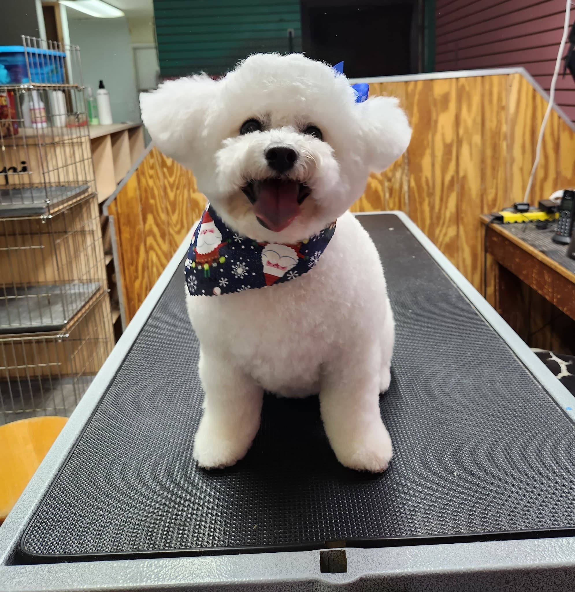 Affordable Pet Grooming - Pet groomer in San Antonio, TX