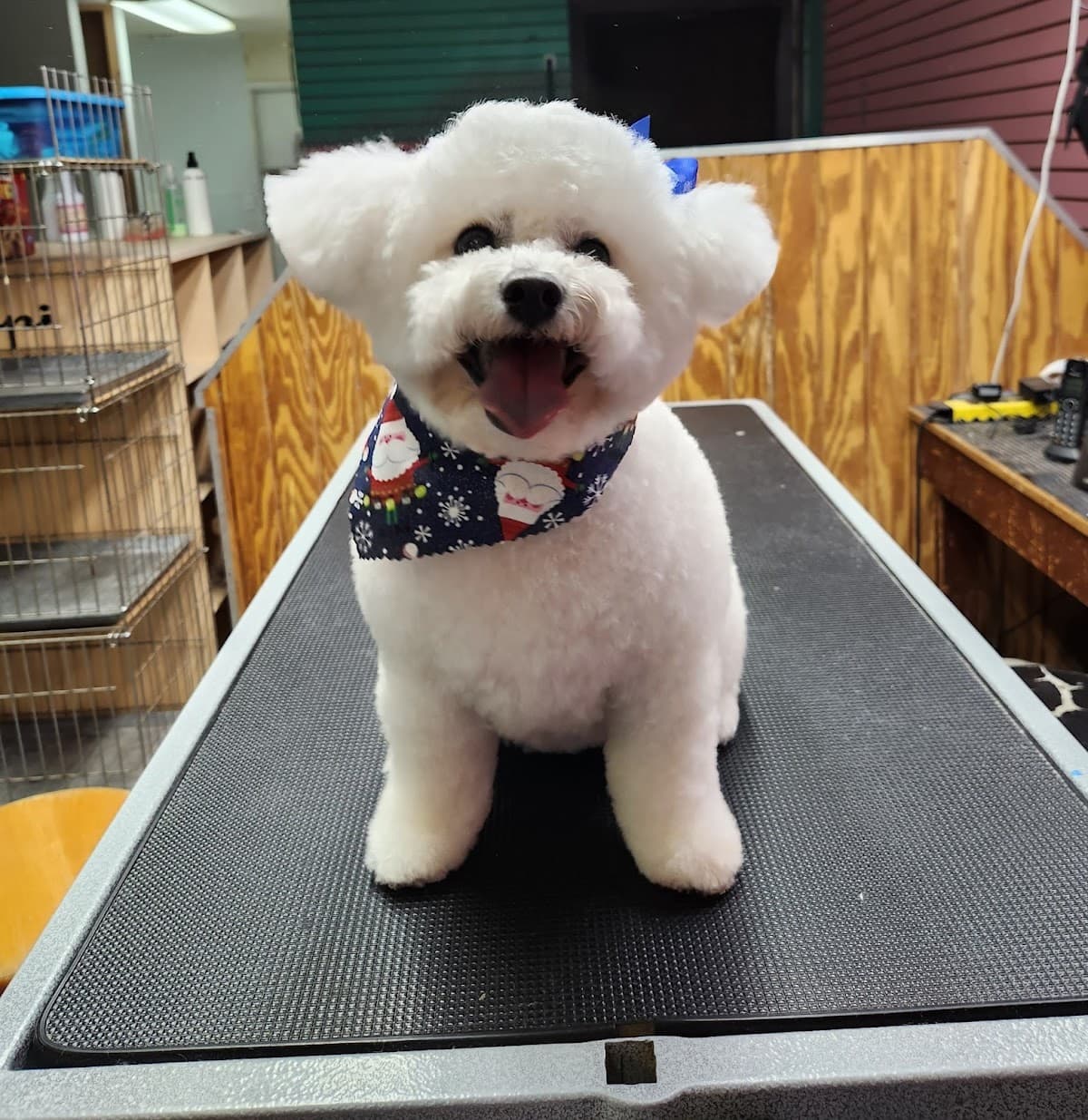 Affordable Pet Grooming - Pet groomer in San Antonio, TX