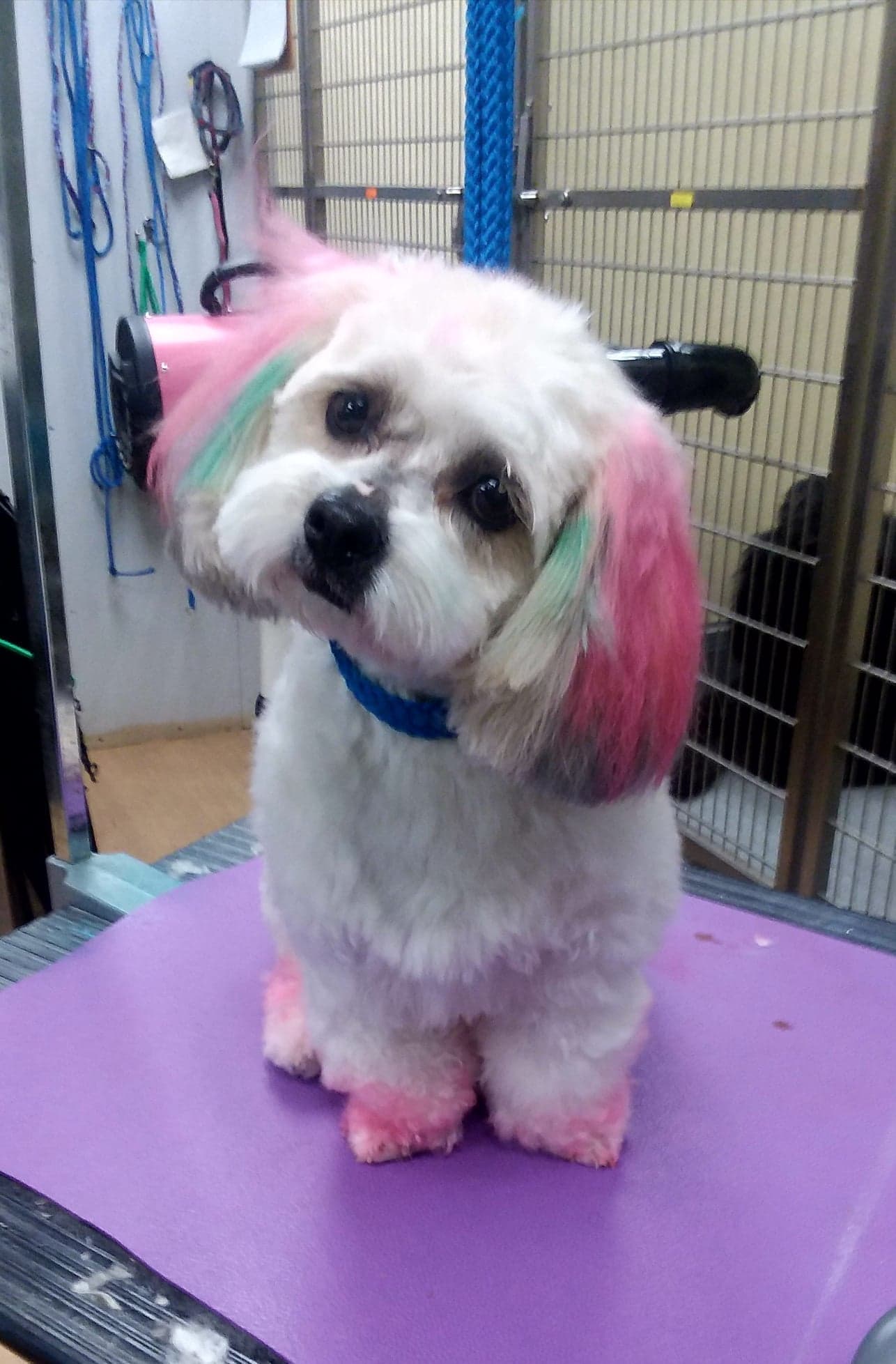 Woofs and Wags Pet Lodge - Pet groomer in Baltimore, MD