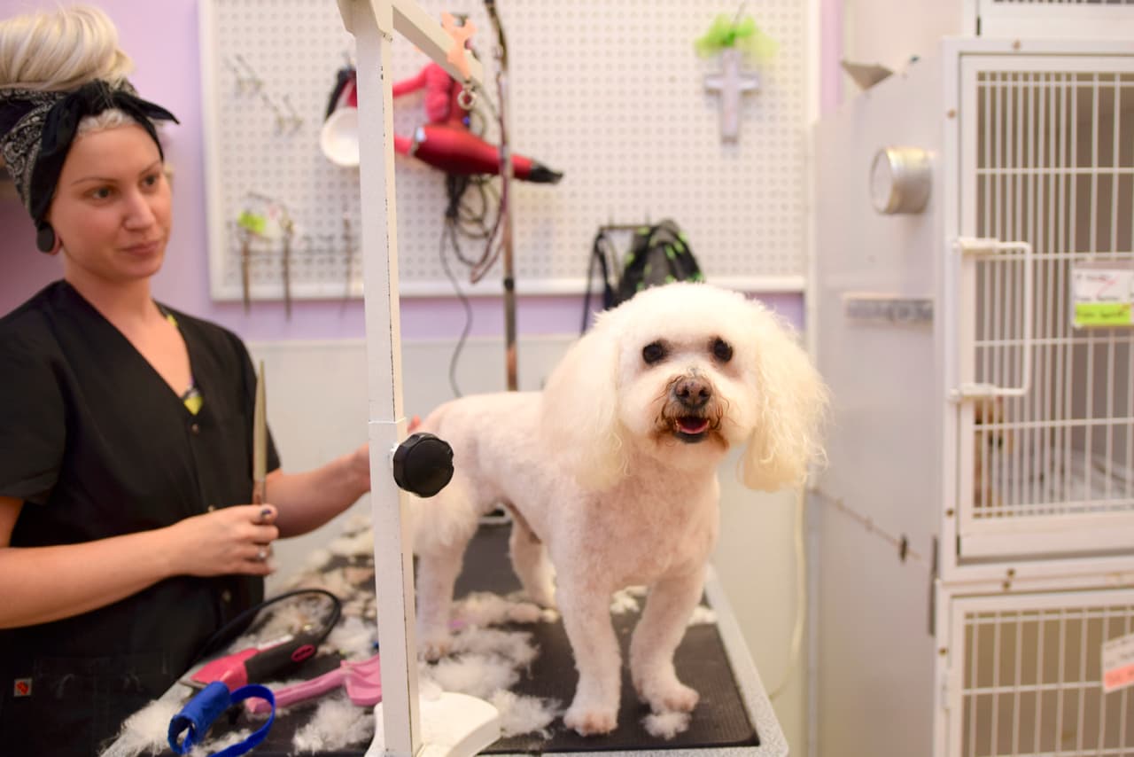 Pet Bath & Beyond - Pet groomer in San Antonio, TX