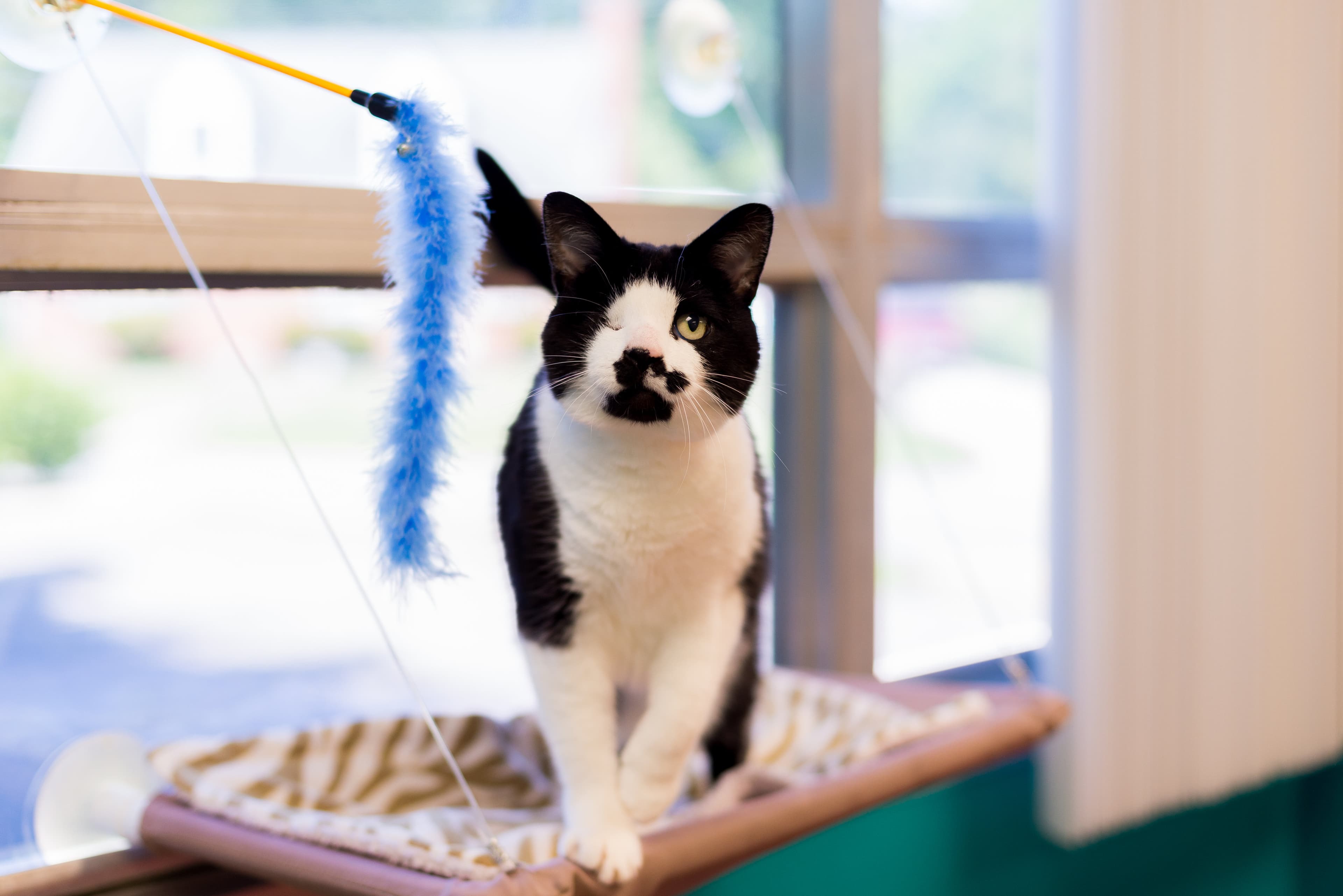The MeowManor - Cats Only Boarding - Pet groomer in Newport News, VA