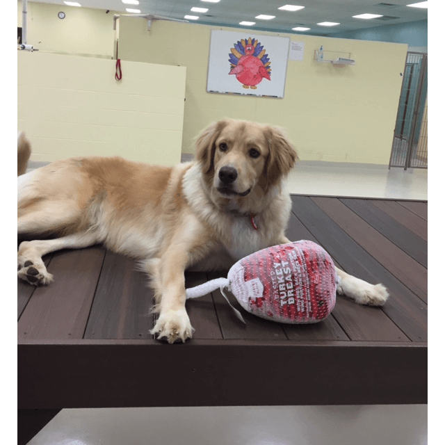 TailWaggers Doggy Daycare - Pet groomer in Cincinnati, OH