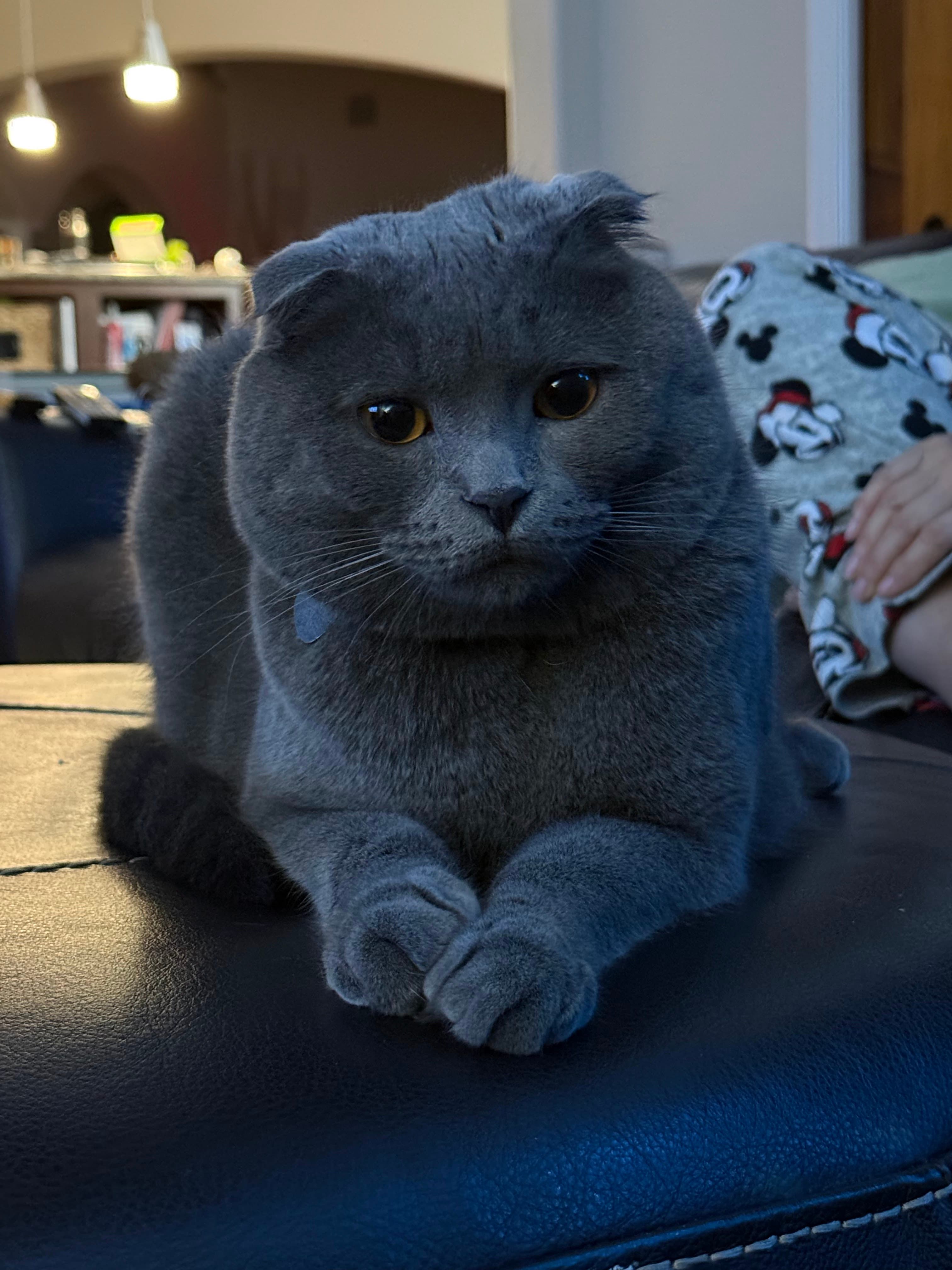 Joseph G. Magnant, MD, FACS, RPVI - Doctor in Bonita Springs, FL