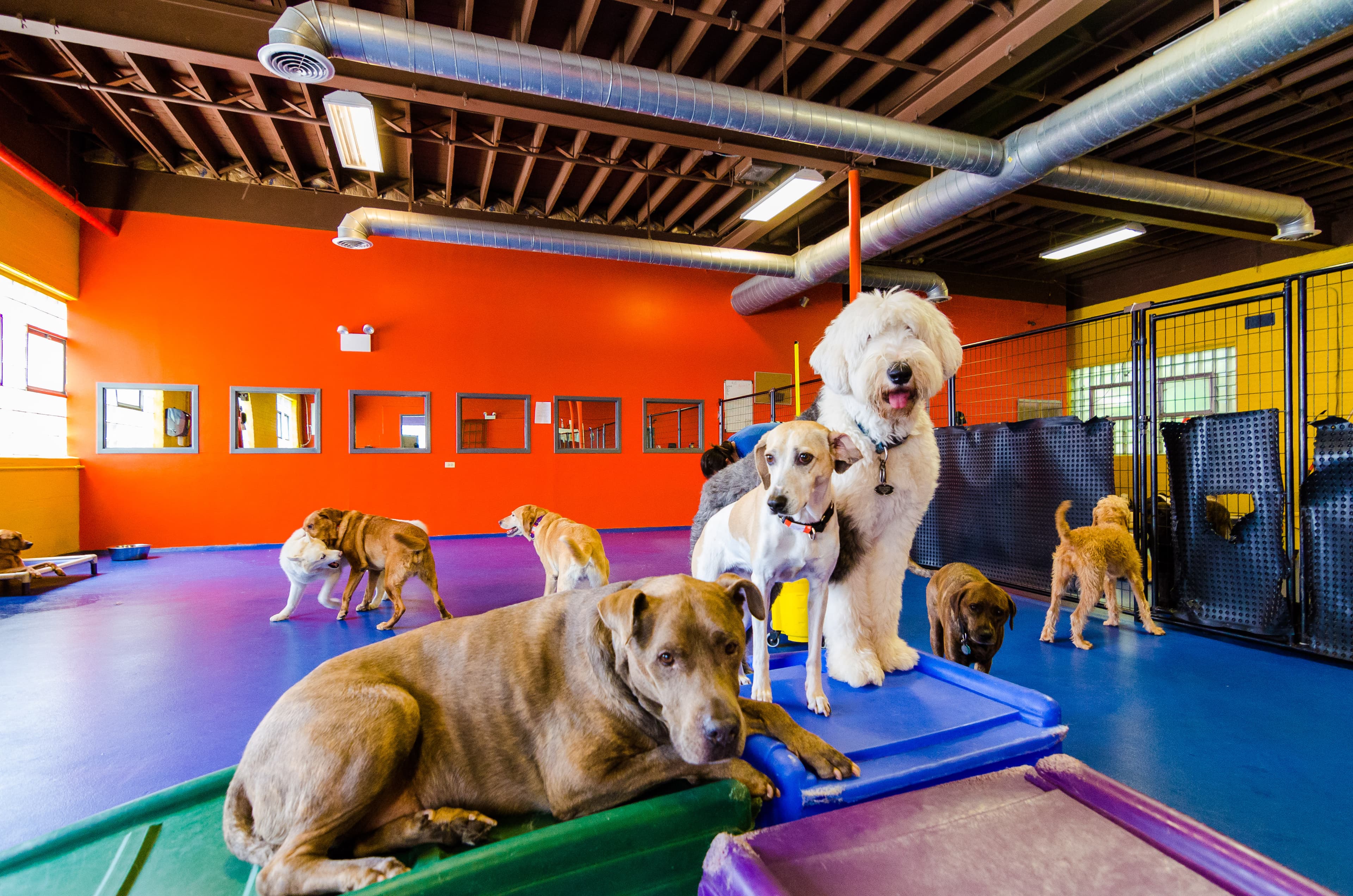 Urban Pooch Canine Life Center - Pet groomer in Chicago, IL