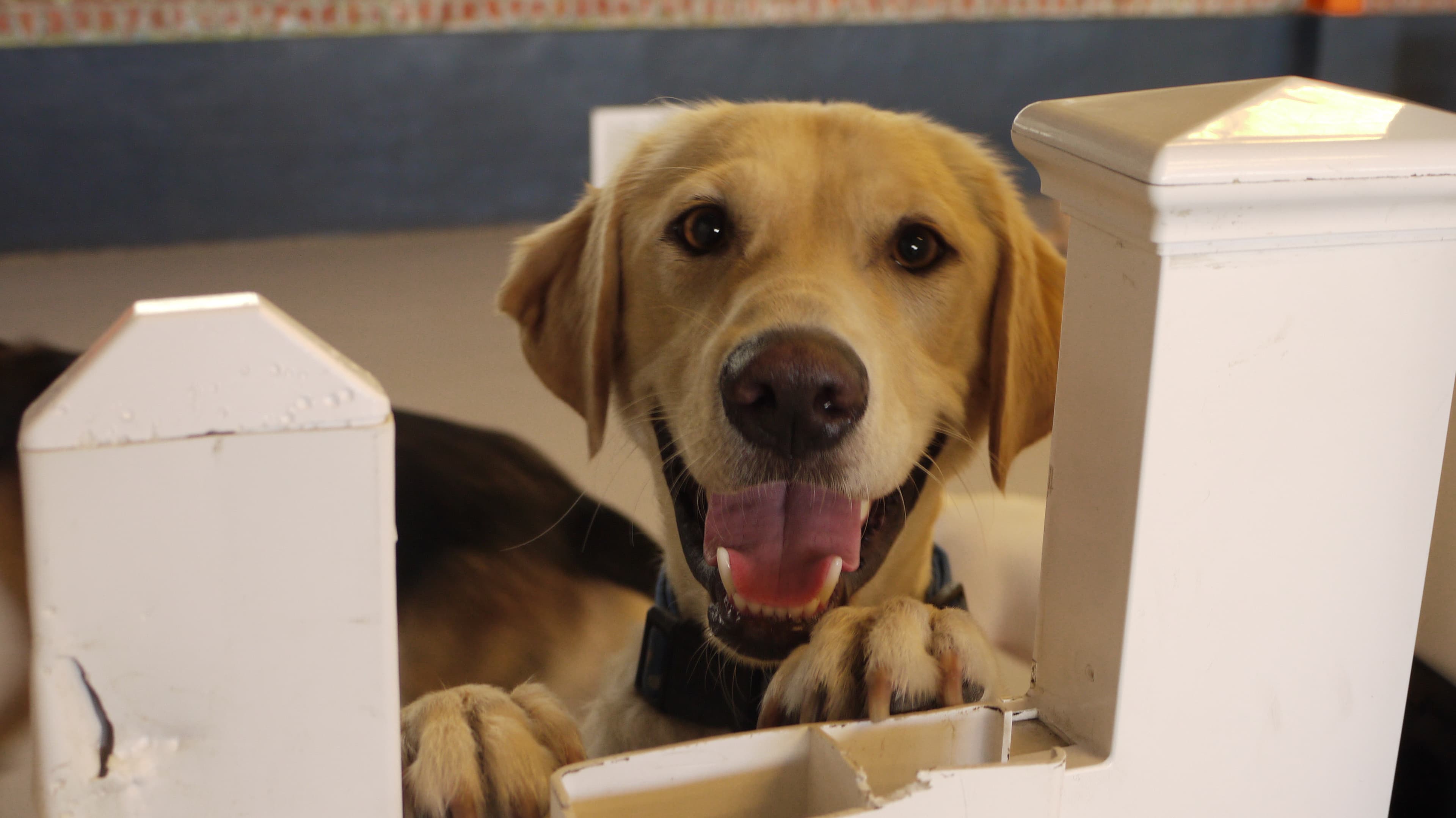 We Dog Care - Pet groomer in San Jose, CA