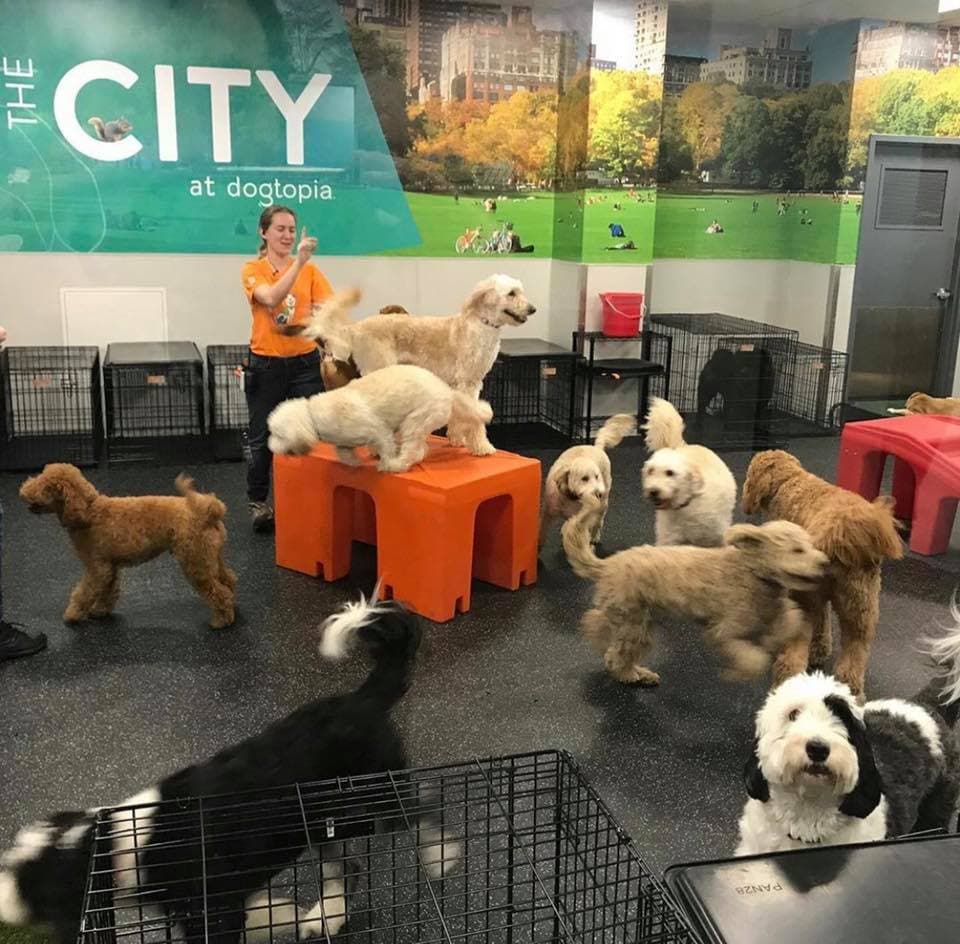 Dogtopia of Columbus-Downtown - Pet groomer in Columbus, OH