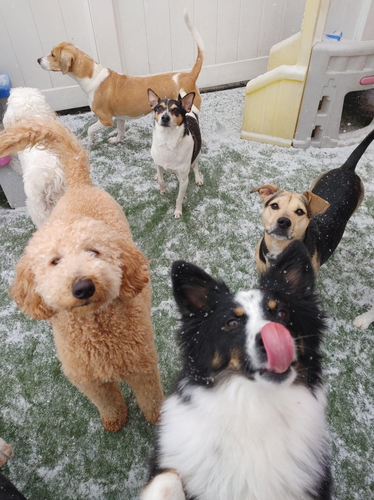Lucky Dog Luxury Daycare & Boarding - Pet groomer in Garden City, MI