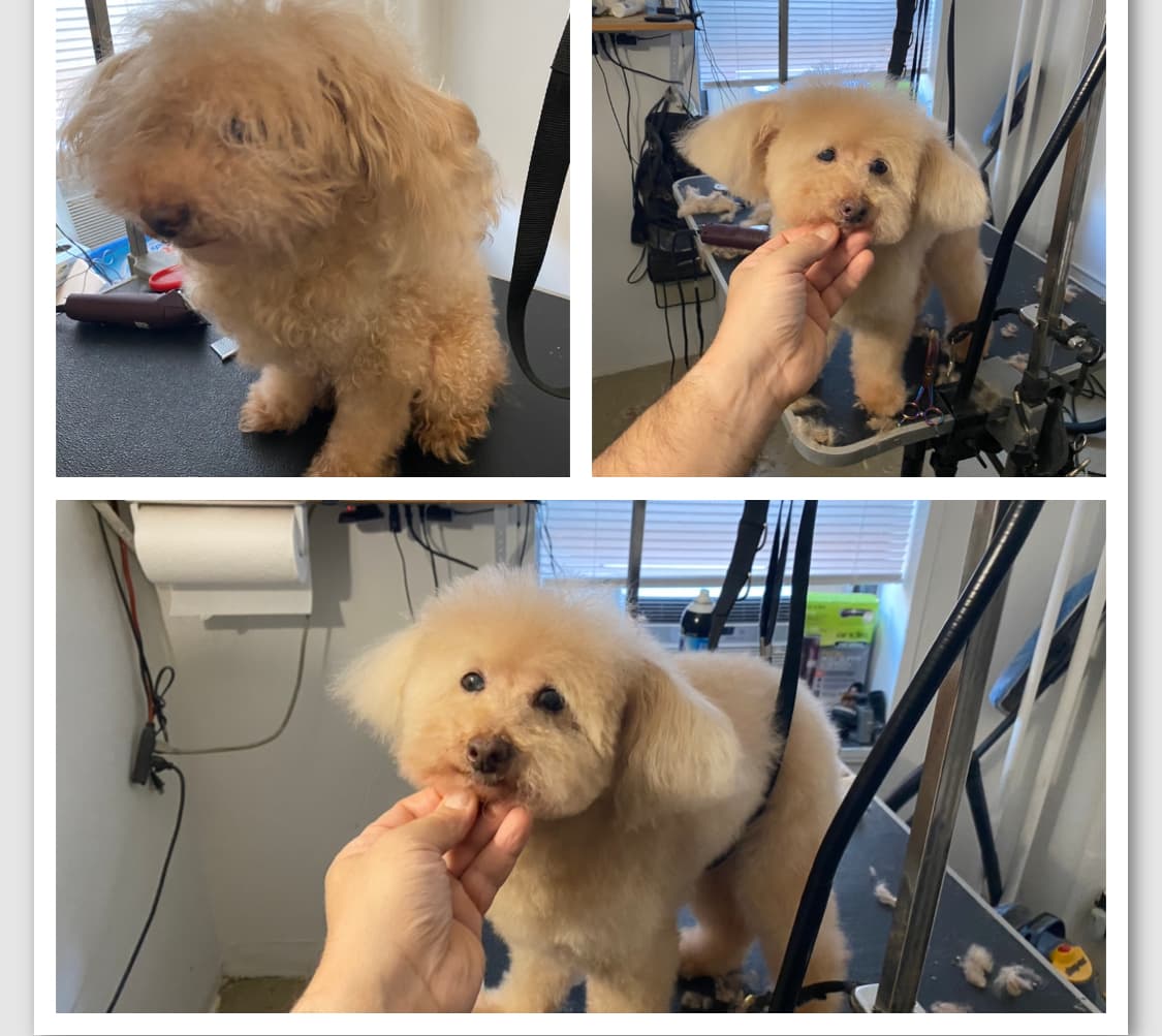 Grooming 4 Less - Pet groomer in New York, NY