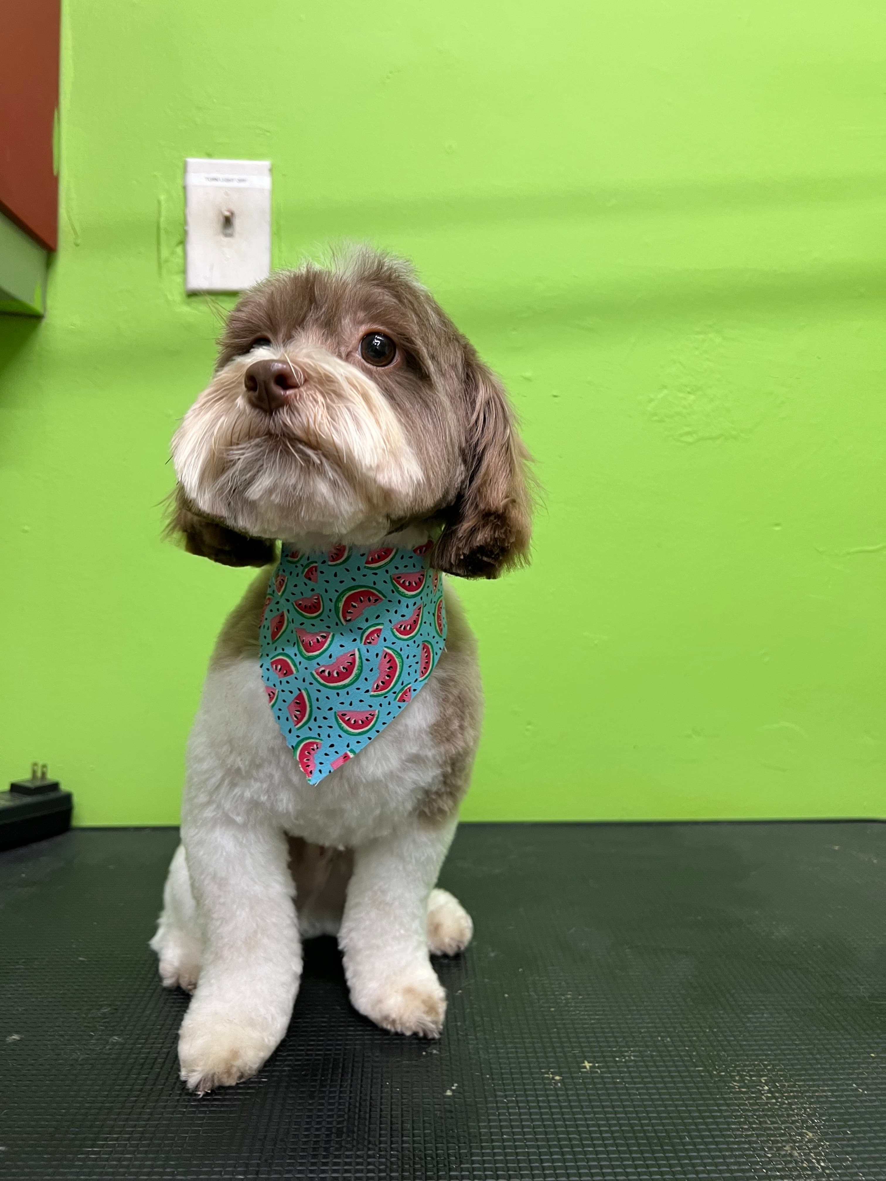 Puppy United - Pet groomer in Atlanta, GA