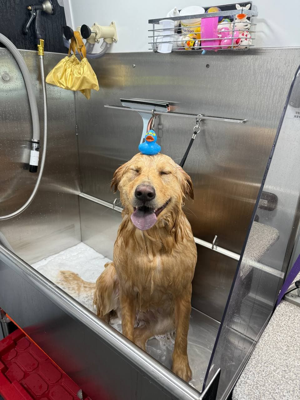 Kontota of NW San Antonio - Pet groomer in San Antonio, TX