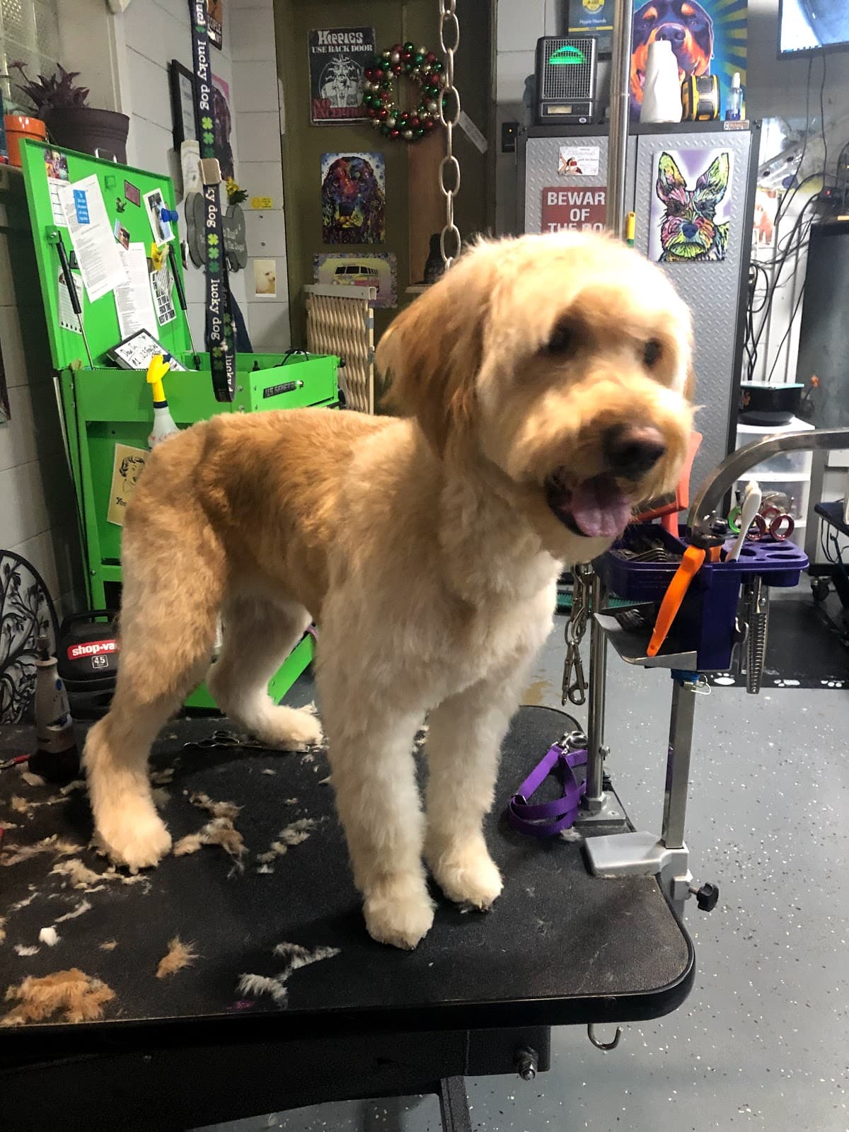 Hippie Hounds Boarding, Dog Training, Grooming, Pawsh Mobile Nail Care - Pet groomer in Indianapolis, IN