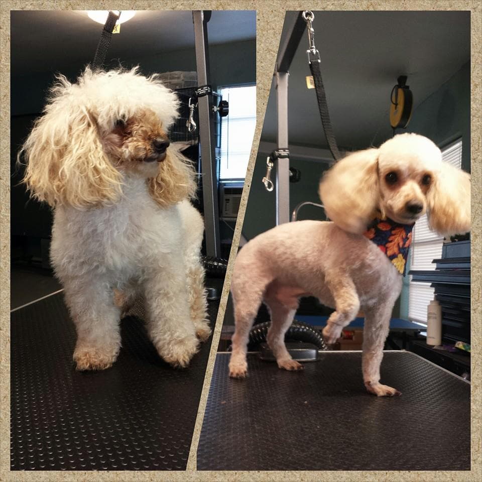 Clean Critters - Pet groomer in Austin, TX