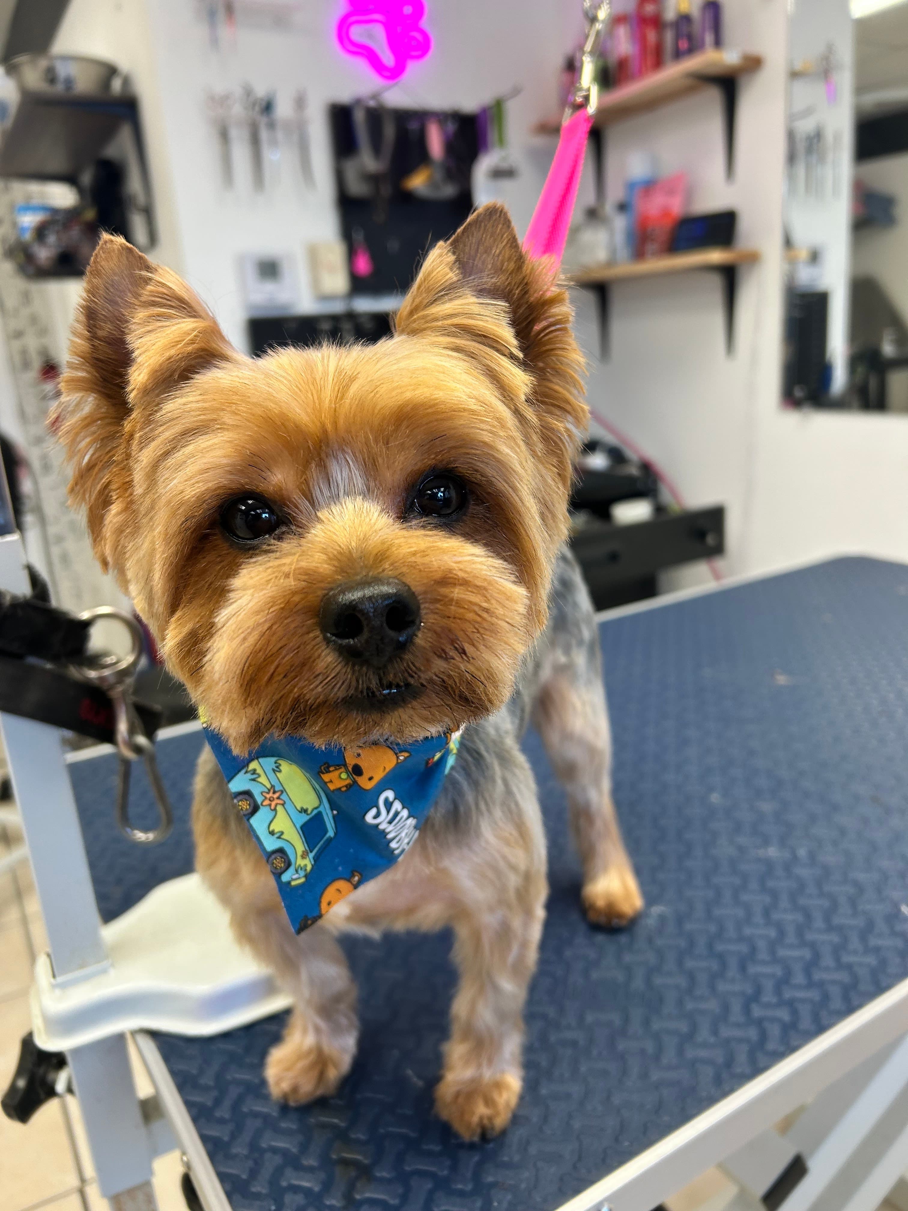 Pawsh CLE - Pet groomer in Cleveland, OH
