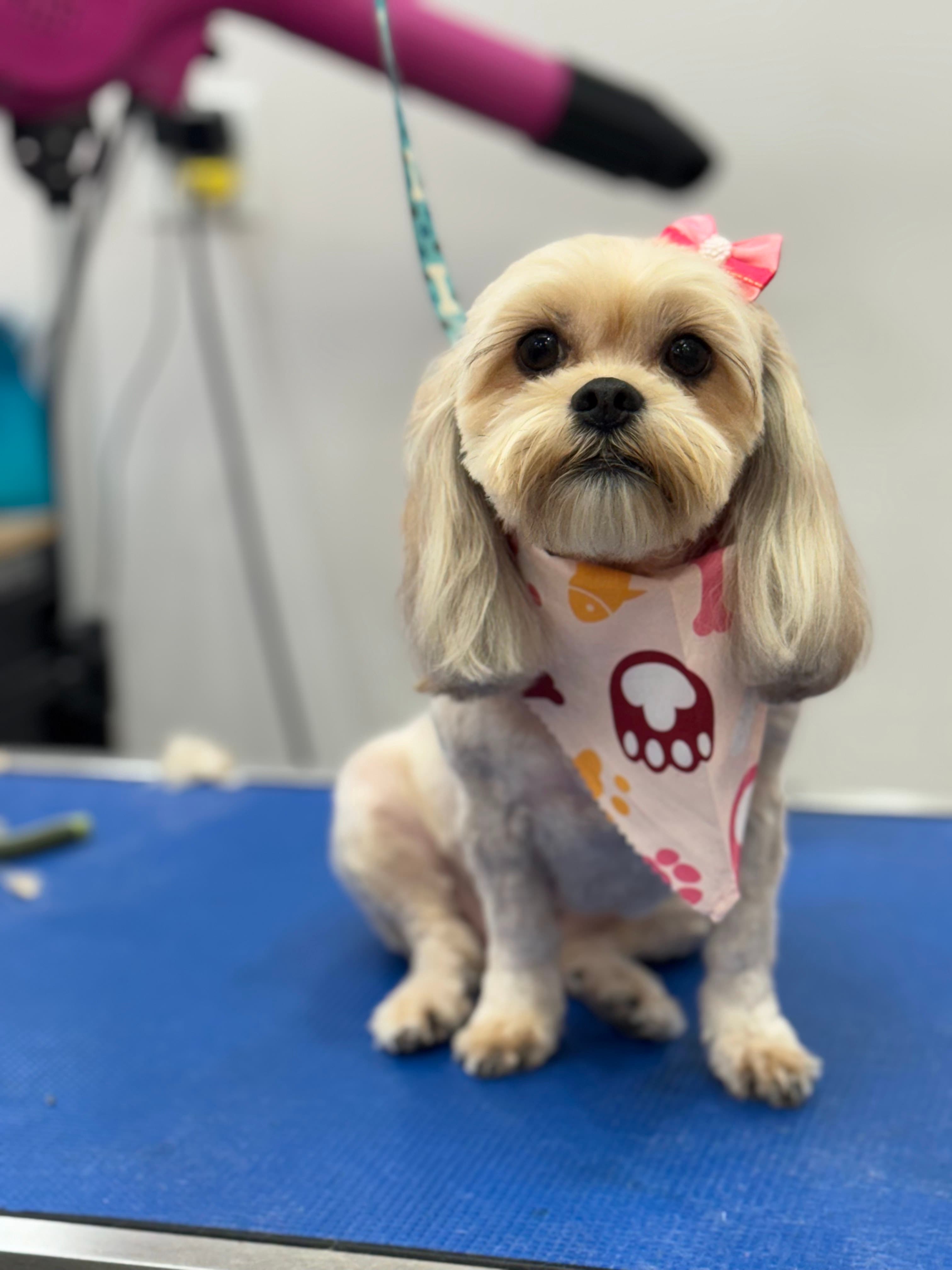 D'Pets - Pet Grooming - Pet groomer in Orlando, FL
