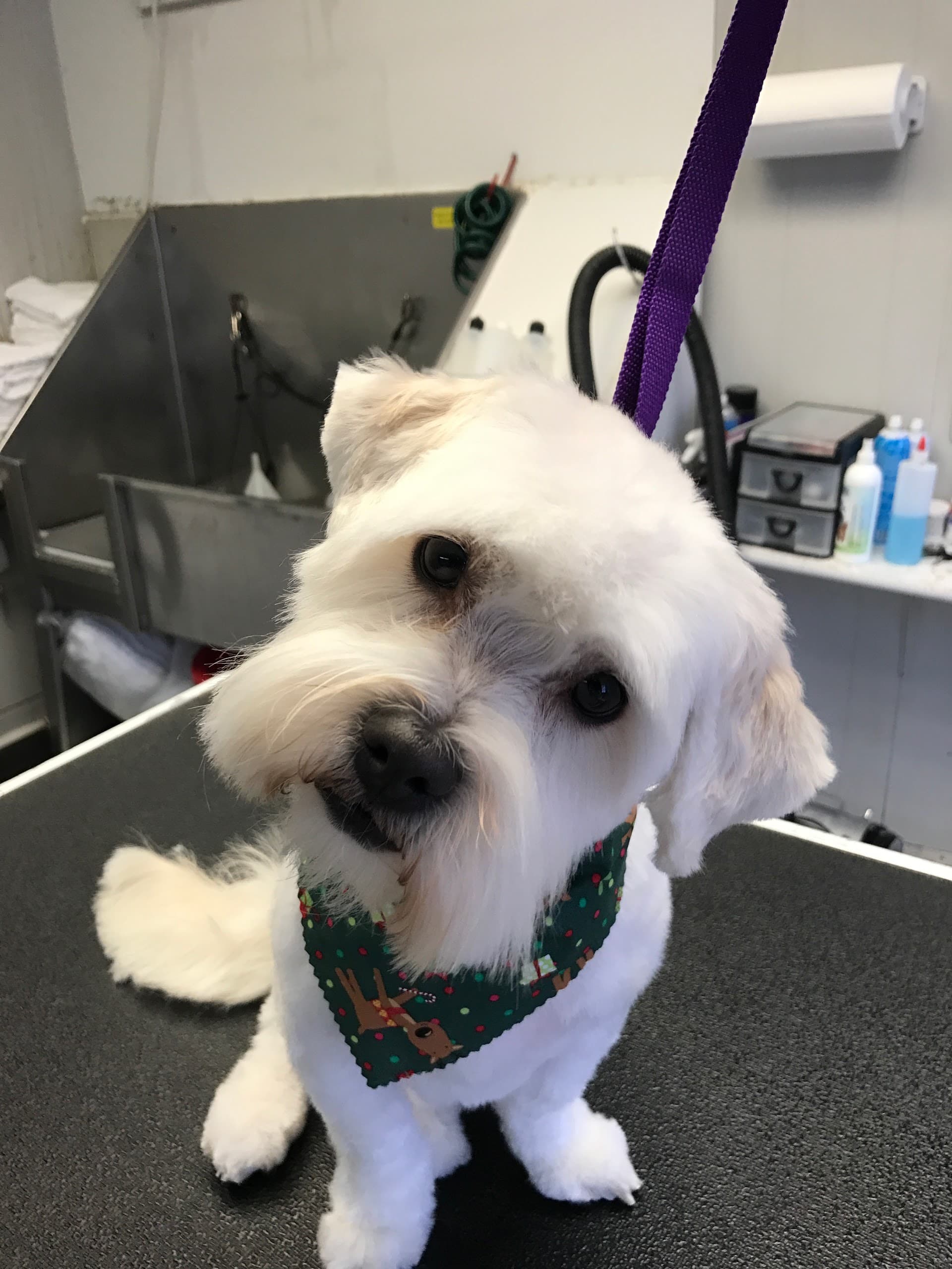 the dog room - Pet groomer in Chicago, IL