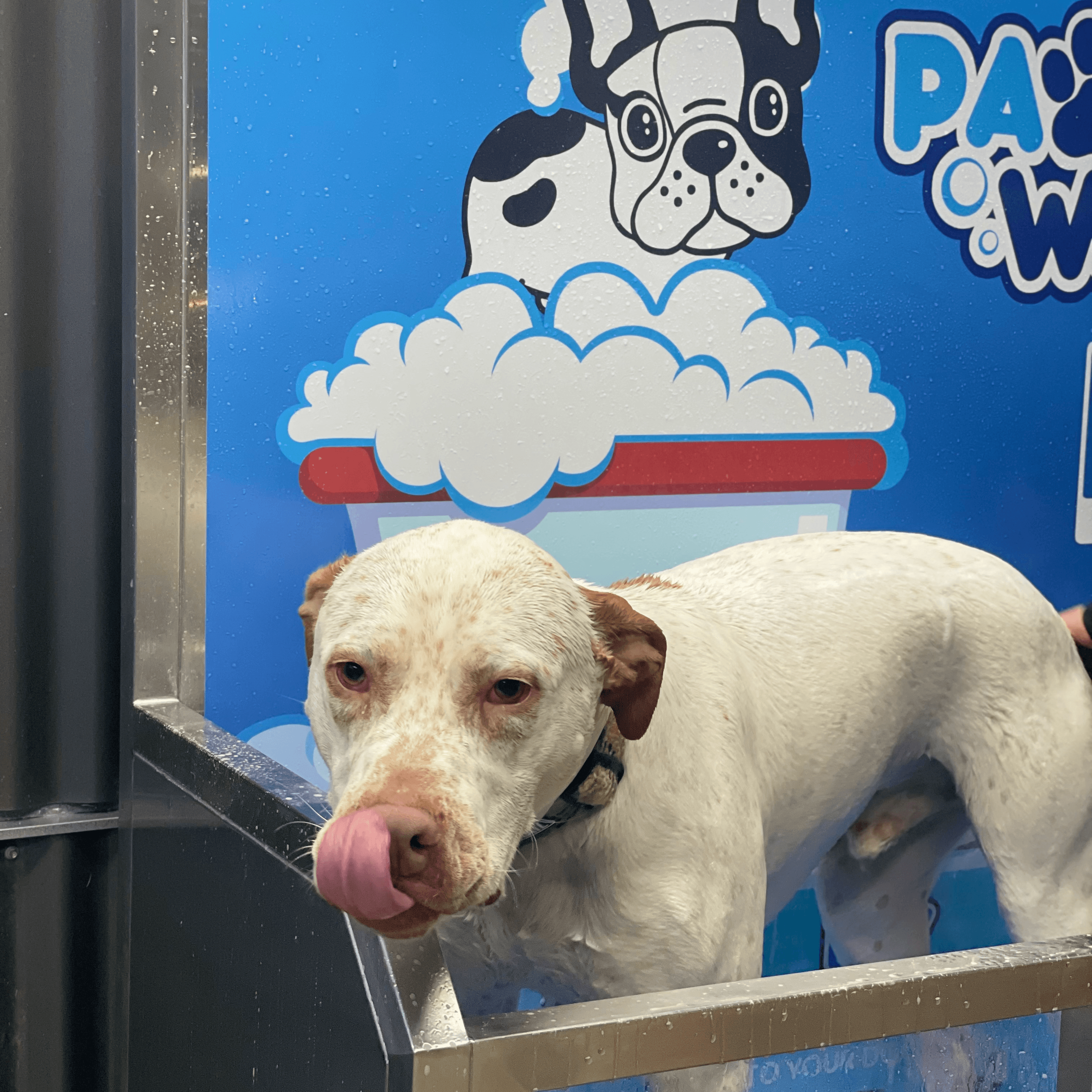 Pawfect Wash Ballard - Pet groomer in Seattle, WA