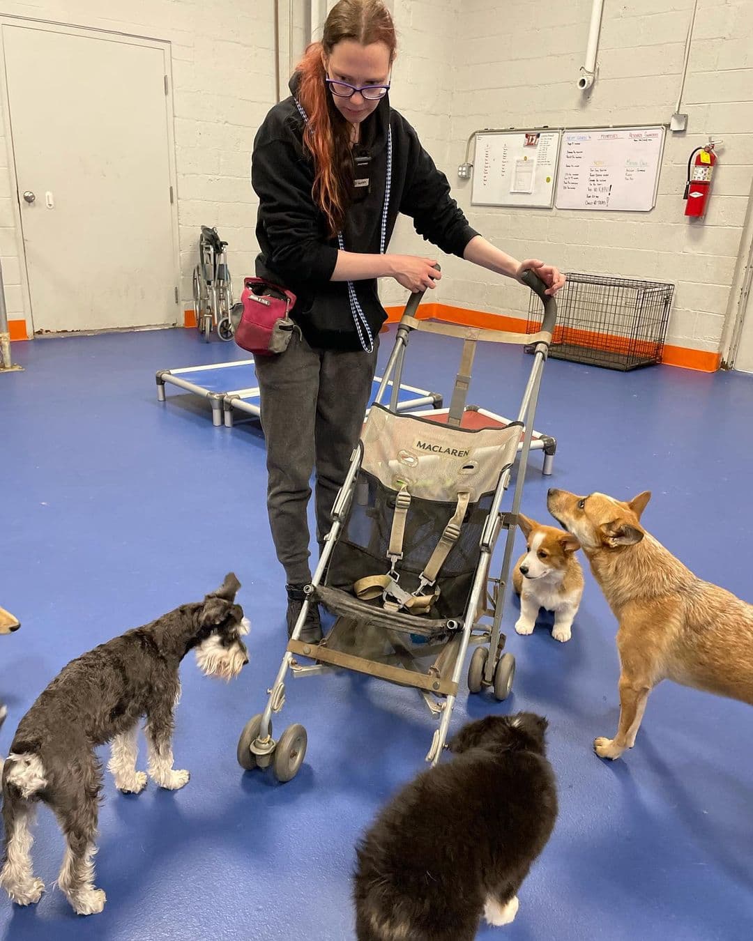 Canine To Five - Pet groomer in Ferndale, MI