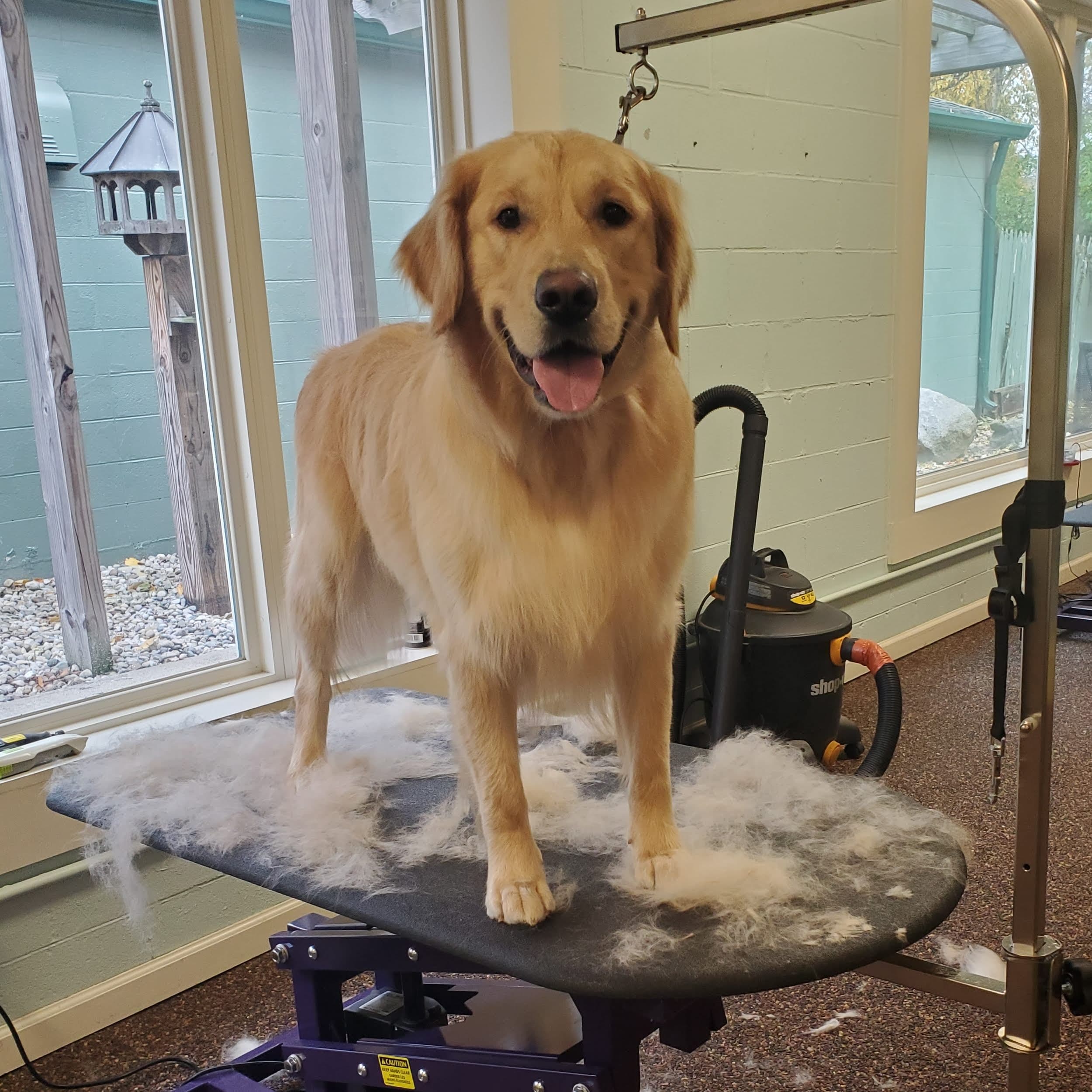 Wildflower Pet Spa - Pet groomer in Indianapolis, IN