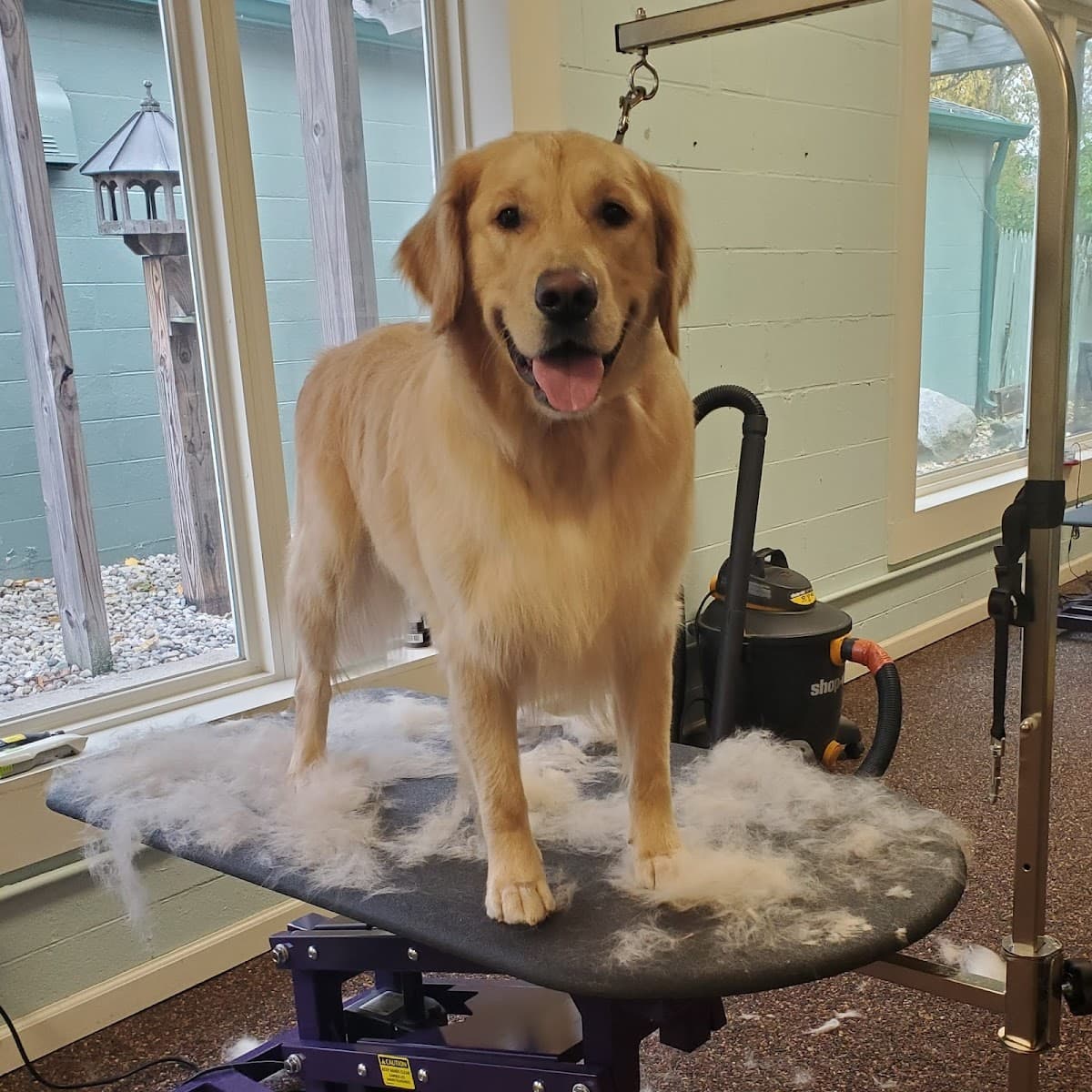 Wildflower Pet Spa - Pet groomer in Indianapolis, IN