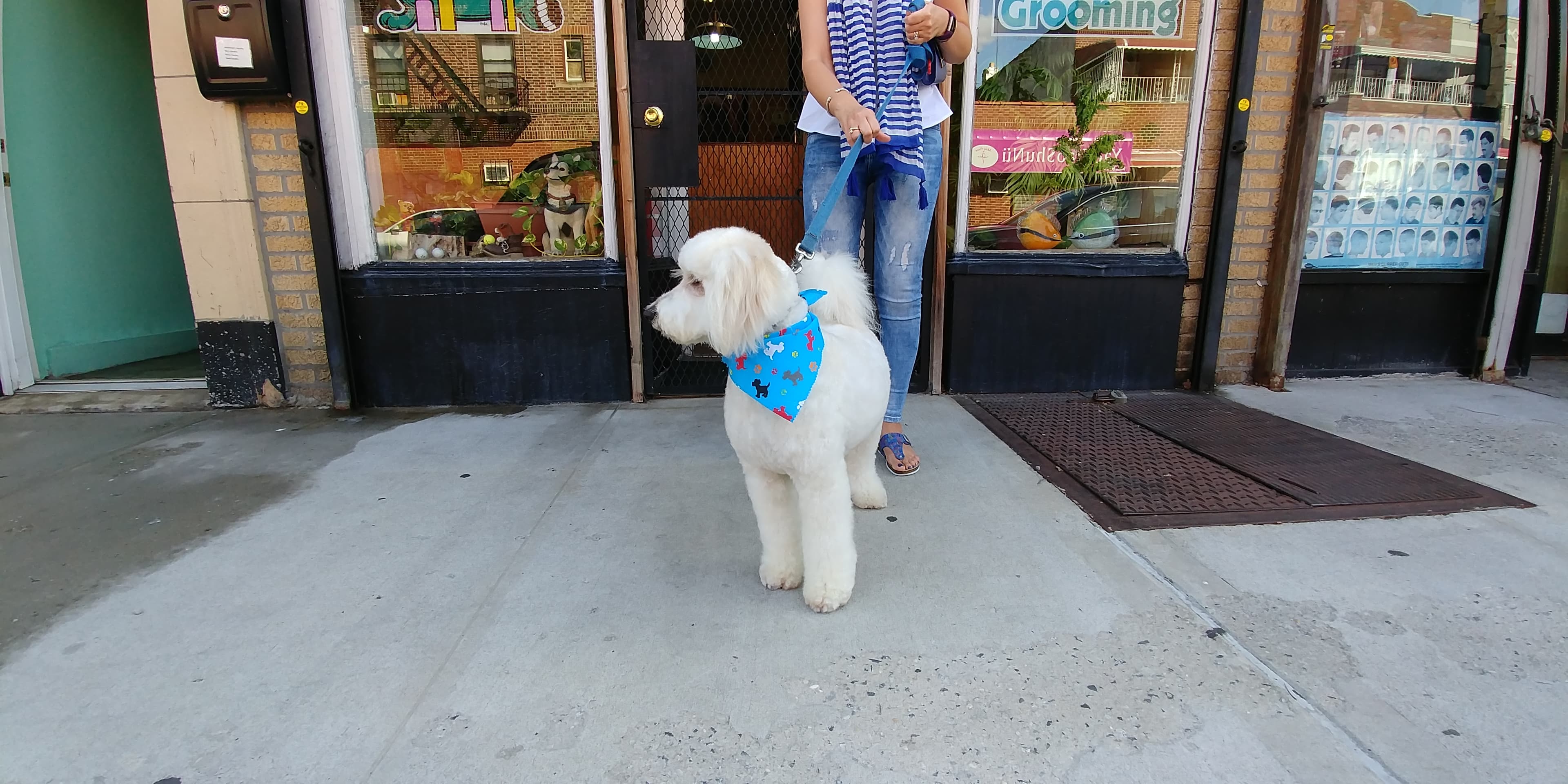 Best Friend Grooming - Pet groomer in Brooklyn, NY