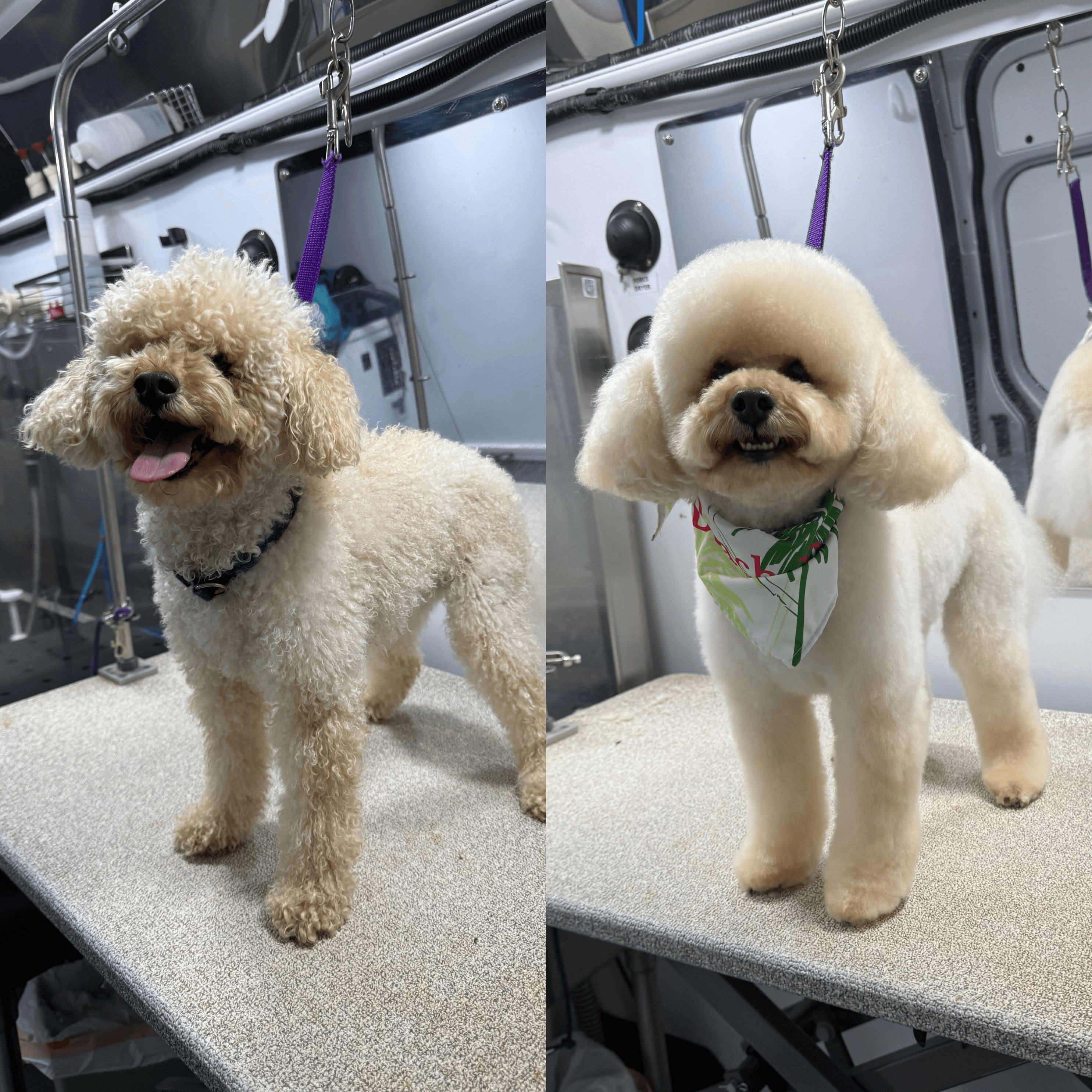 Planet Pooch - Pet groomer in Franklin Square, NY