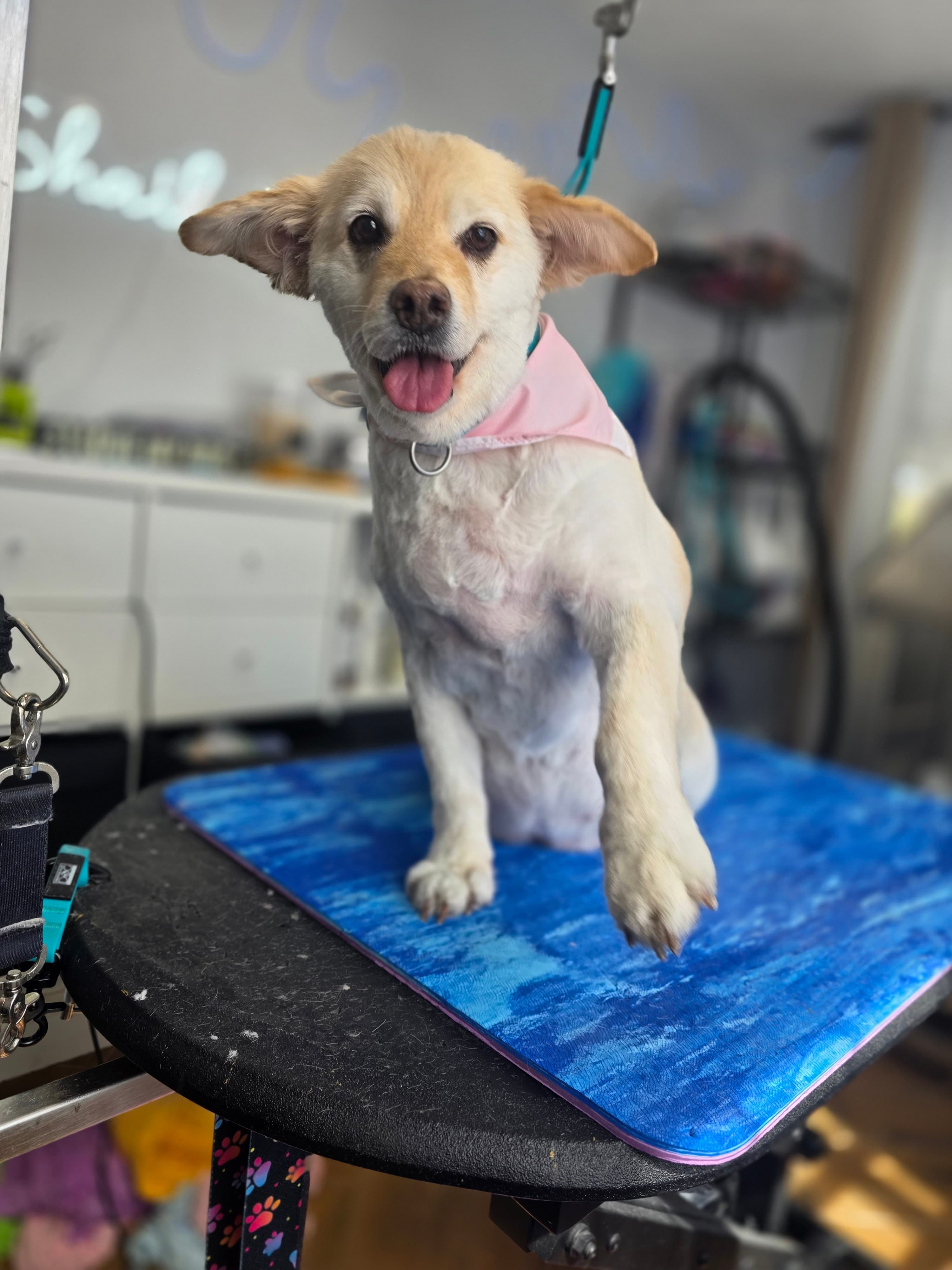 Shaila's Pet Grooming & Spa - Pet groomer in Tampa, FL