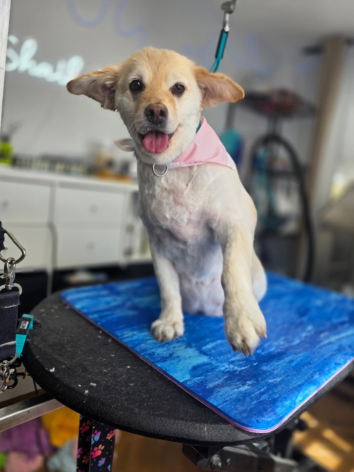 Shaila's Pet Grooming & Spa - Pet groomer in Tampa, FL
