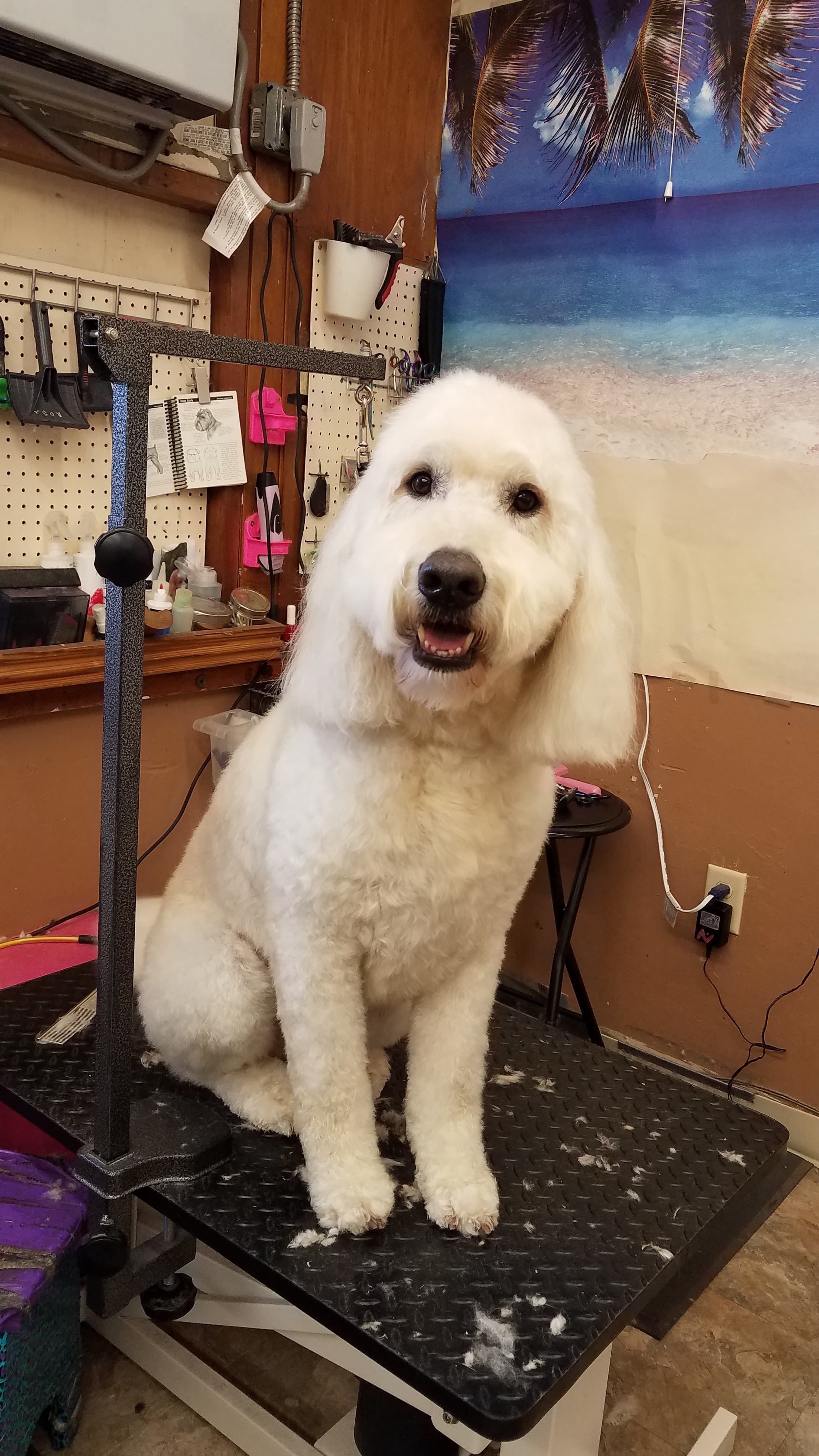 Fabulous Lanai Grooming Salon - Pet groomer in Sacramento, CA