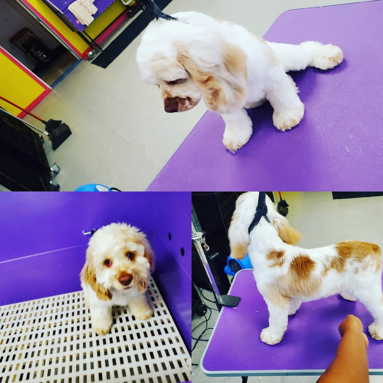 KeeKee Kutz Dog&Cat Grooming LLC - Pet groomer in Euclid, OH