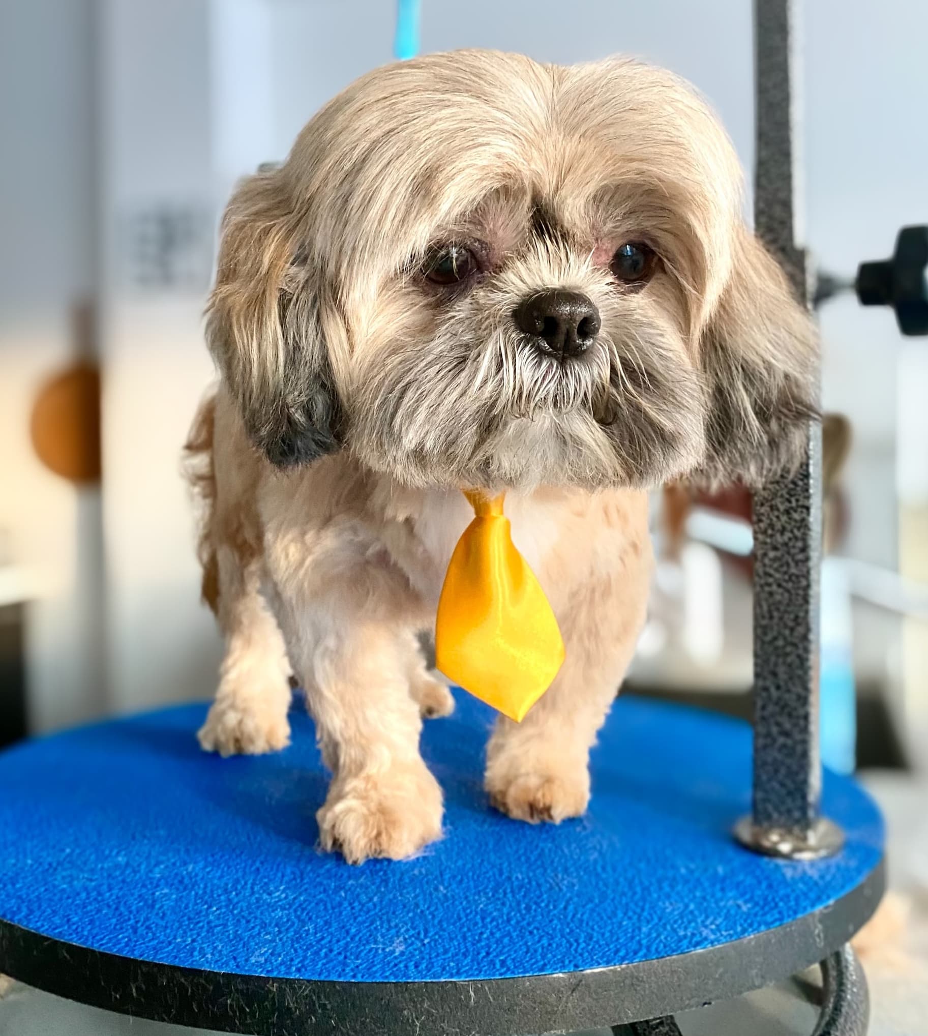 Doggy Cute Happy - Pet groomer in New York, NY