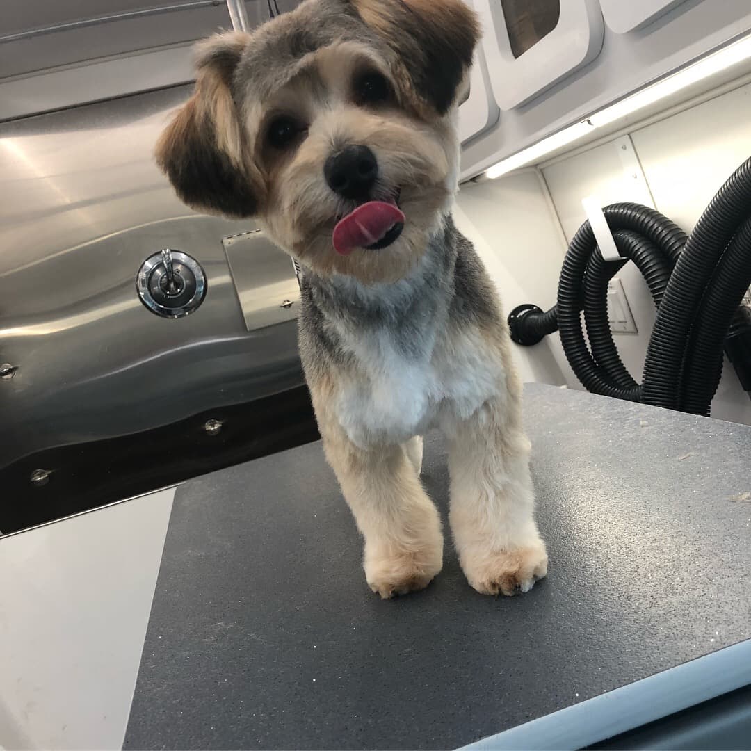Bubbles N Bones Mobile Pet Grooming - Pet groomer in Stoneham, MA