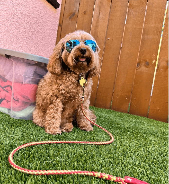 Lobo Austin, LLC - Pet groomer in Austin, TX