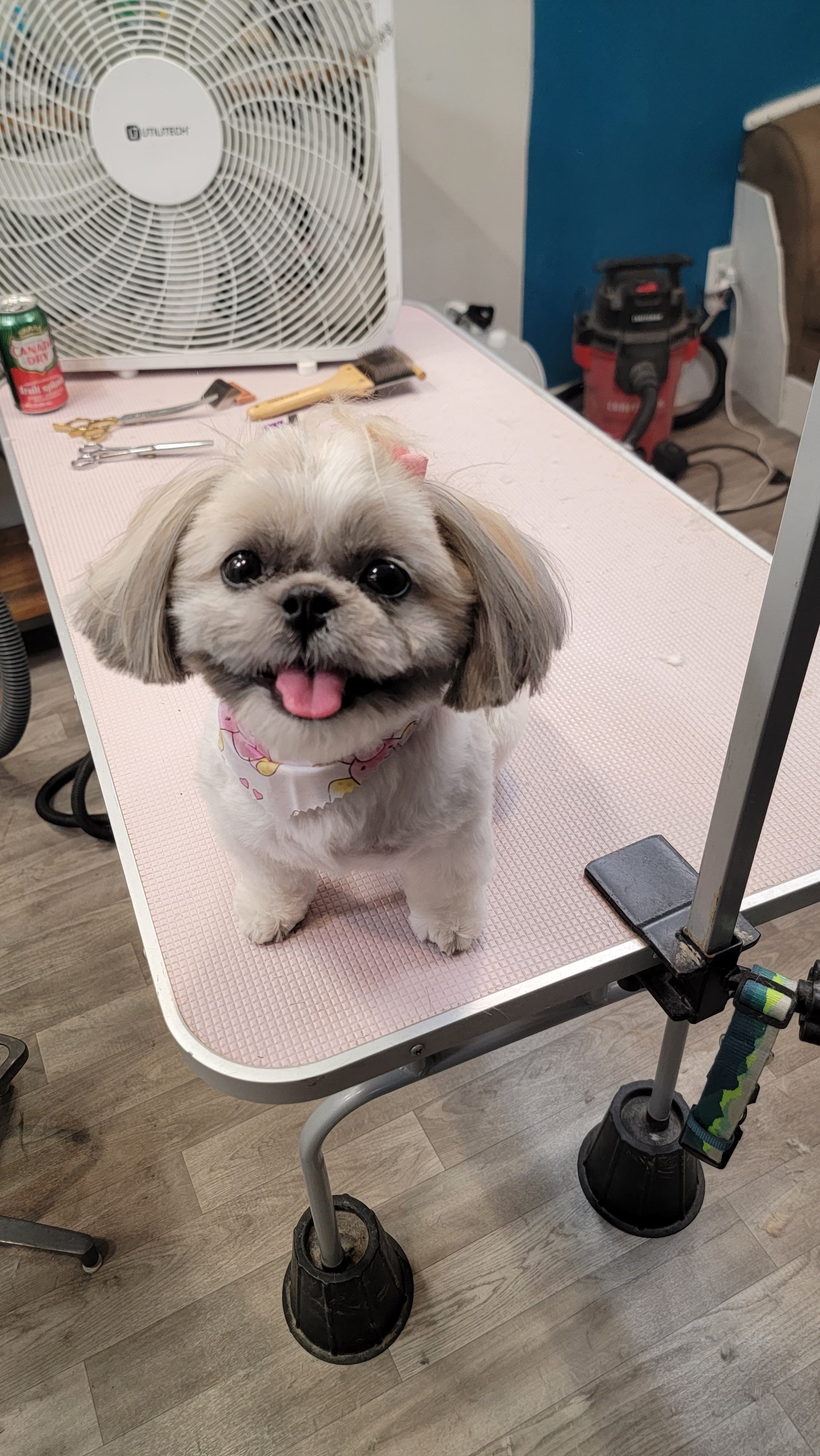 Fuzzies Pet Grooming LLC - Pet groomer in St. Louis, MO