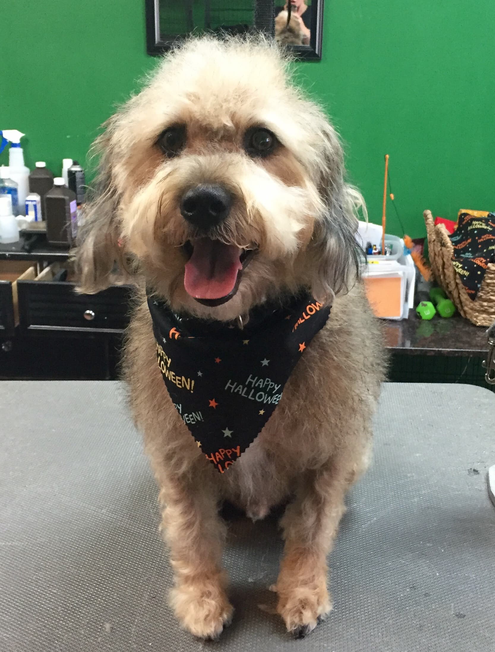 Flying Fur Grooming Salon - Pet groomer in St. Louis, MO