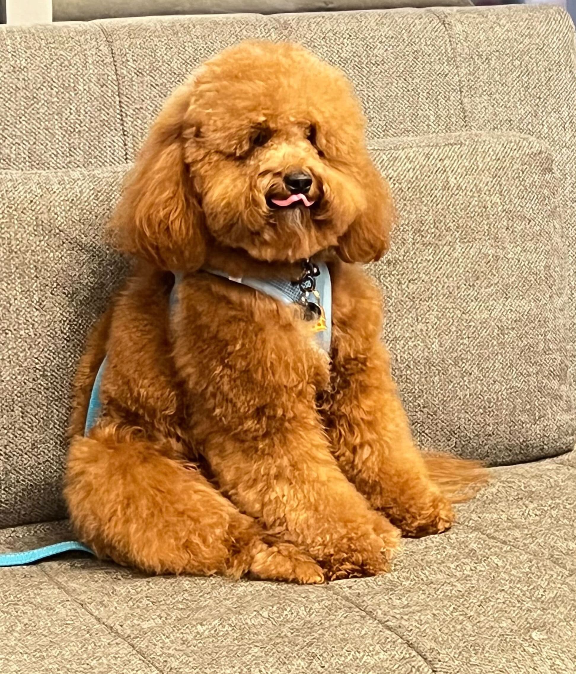 DOGMA - Pet groomer in New York, NY