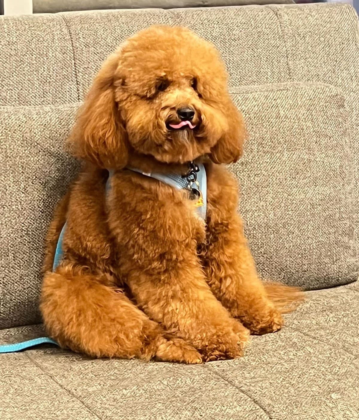 DOGMA - Pet groomer in New York, NY